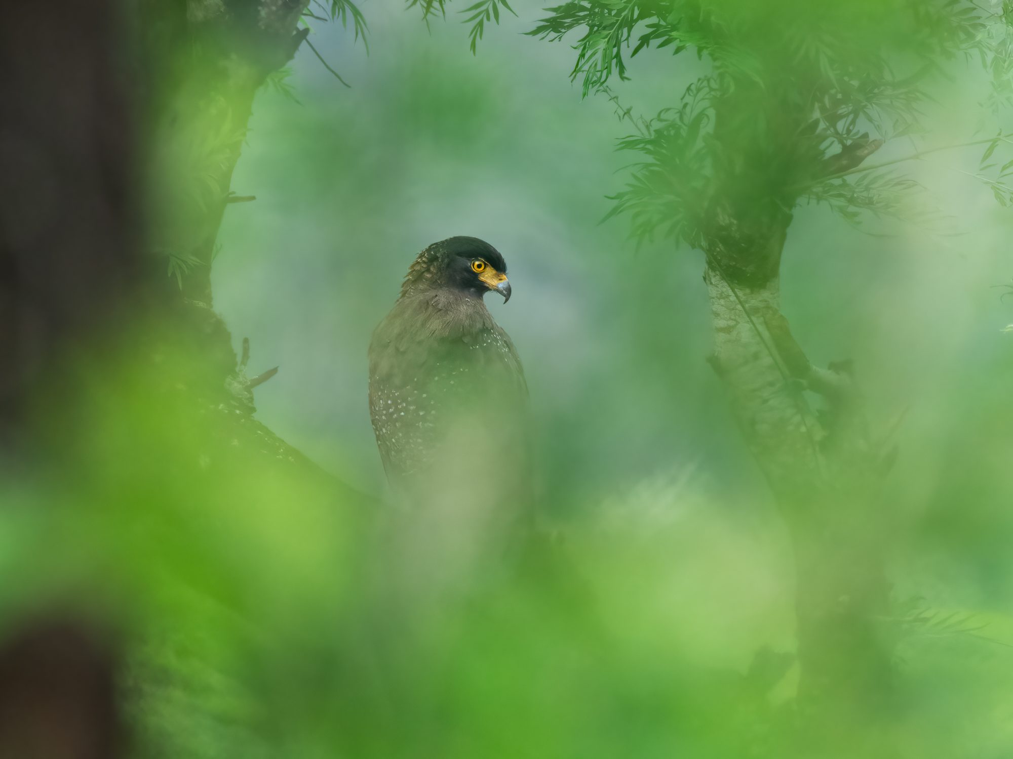 Bird Photographer of the Year 2023 entry