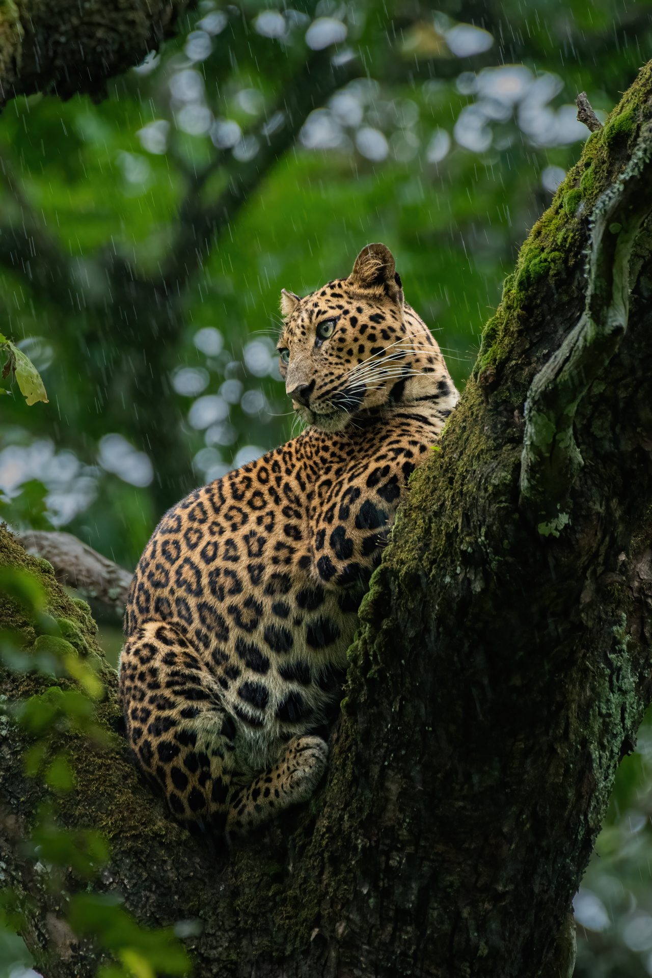 NHM Wildlife Photographer of the Year 2025 finalist entry