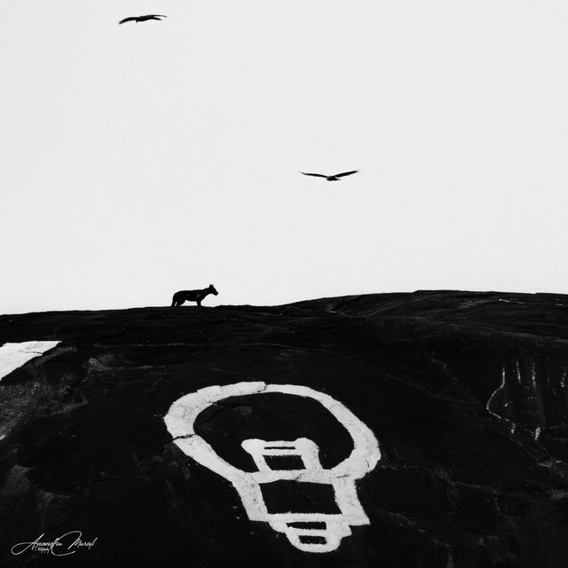 Shared Ground — two jackals on a painted rock with kites overhead, Kerala State Wildlife Photography Award 2026 entry