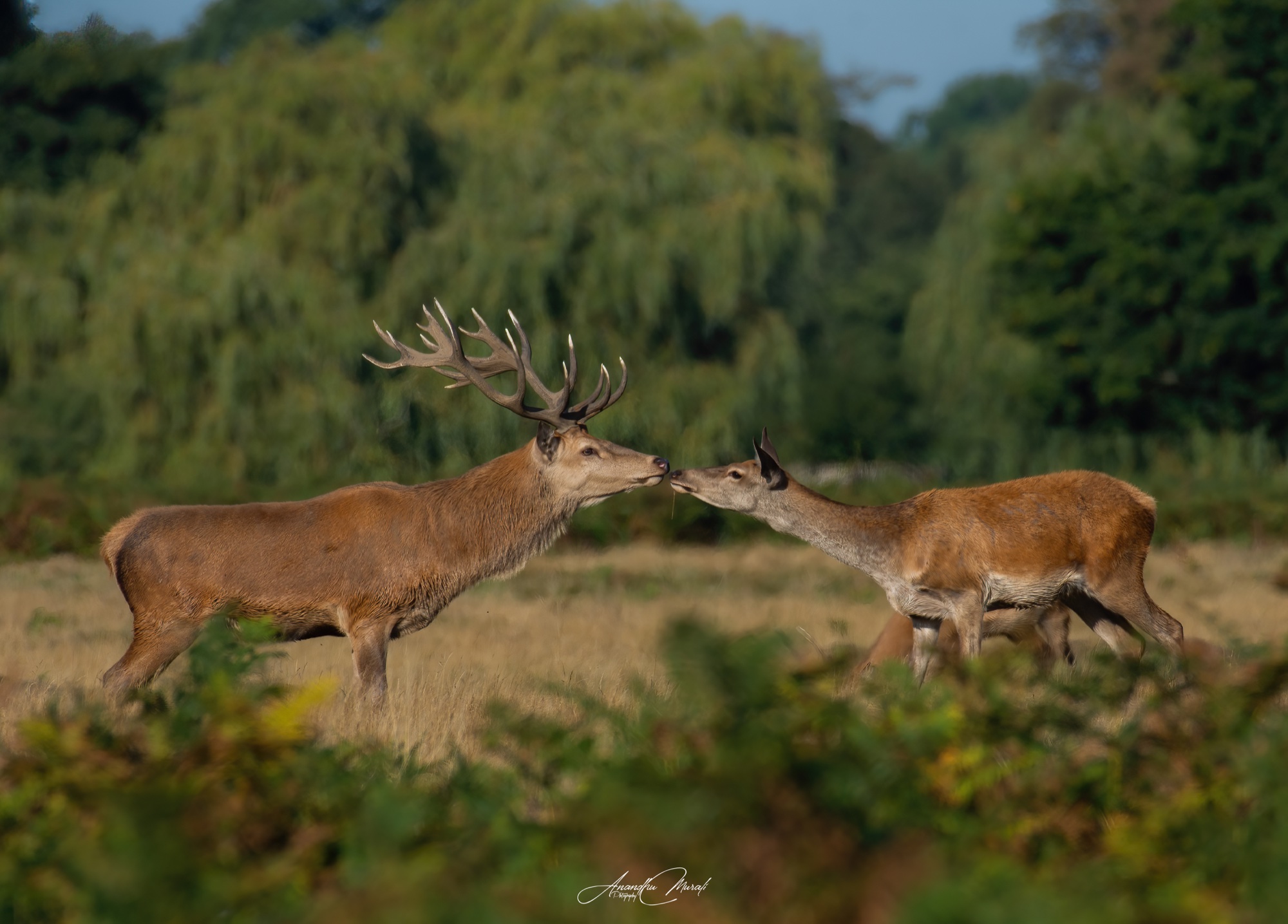 Animal Behaviour 01