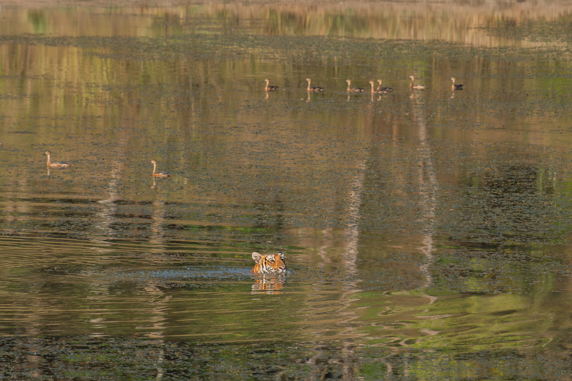 Animal Behaviour 03