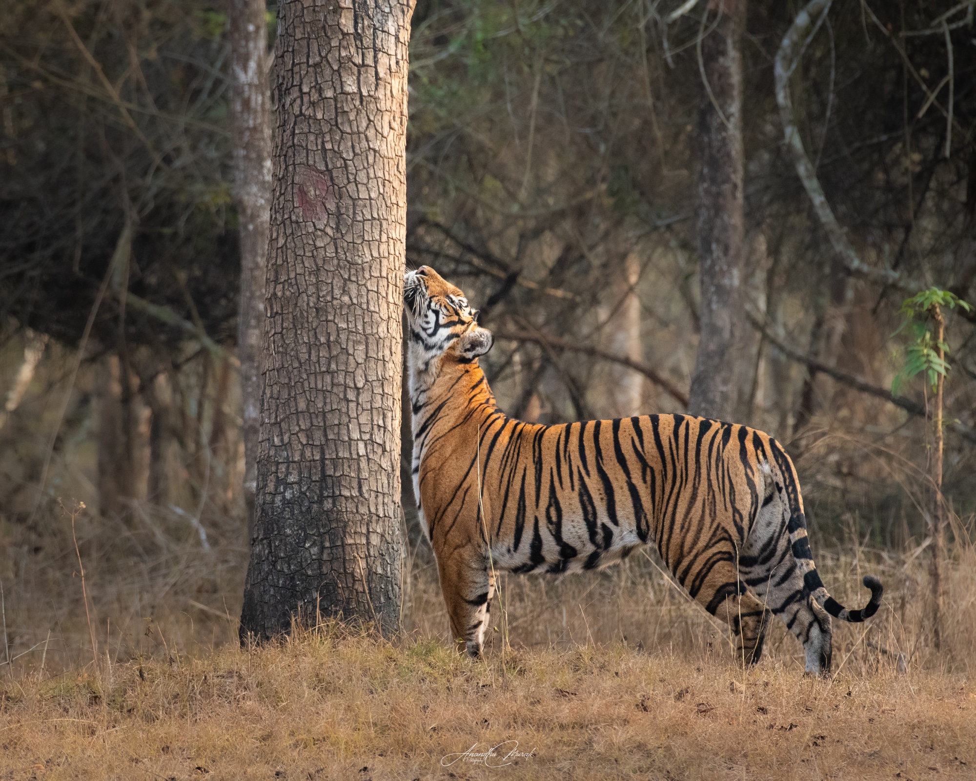 Animal Behaviour 04