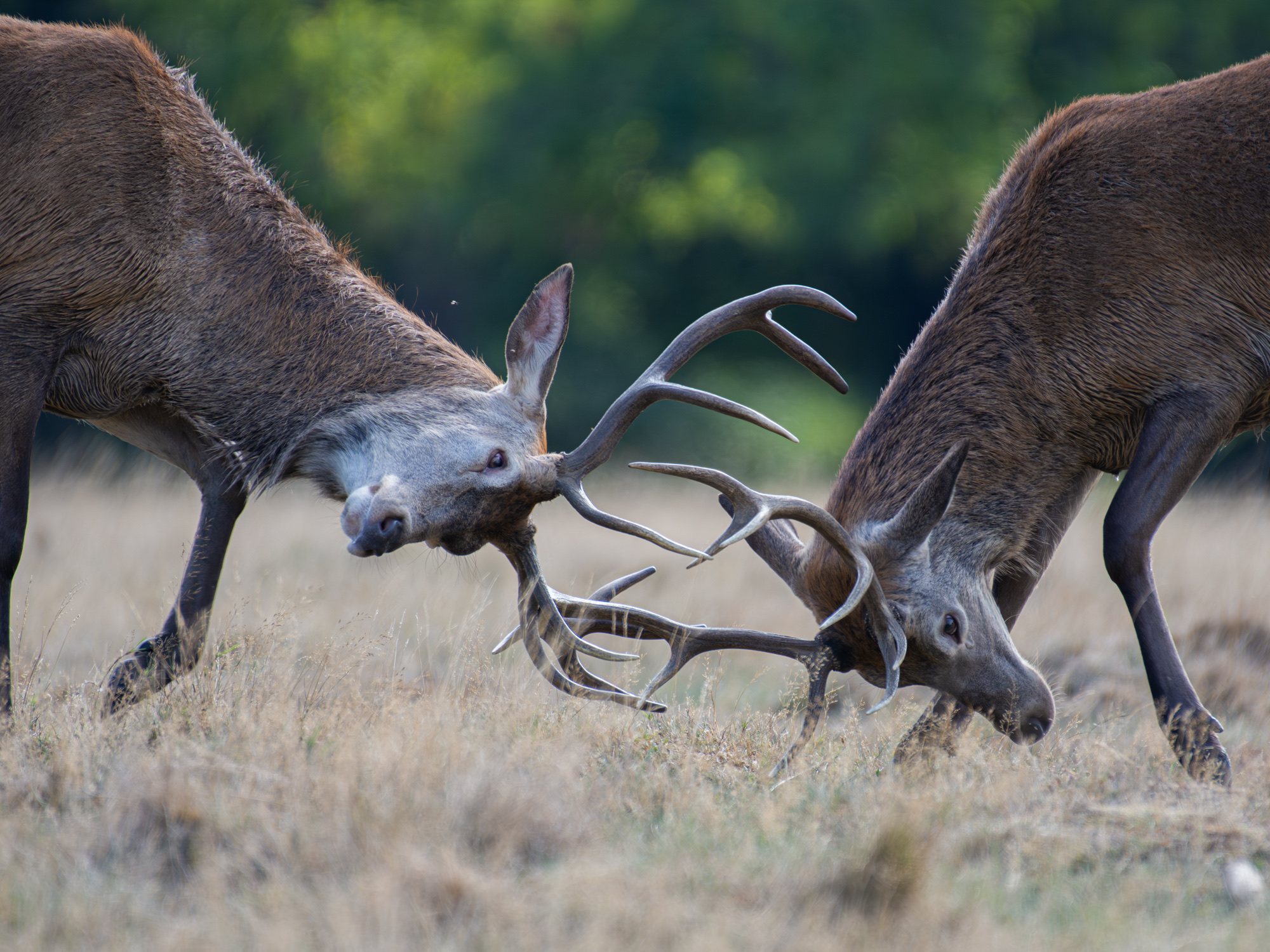 Animal Behaviour 05