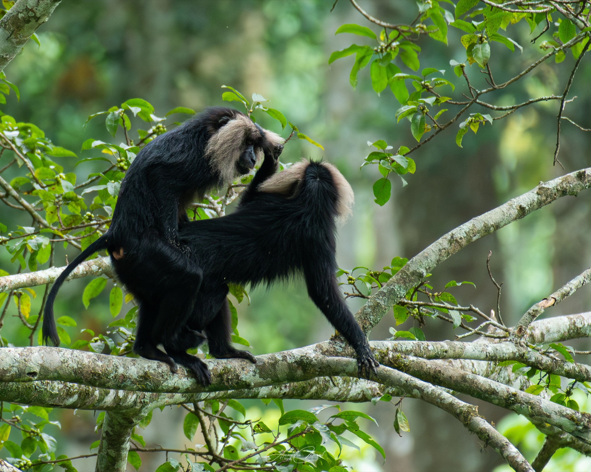 Animal Behaviour 06