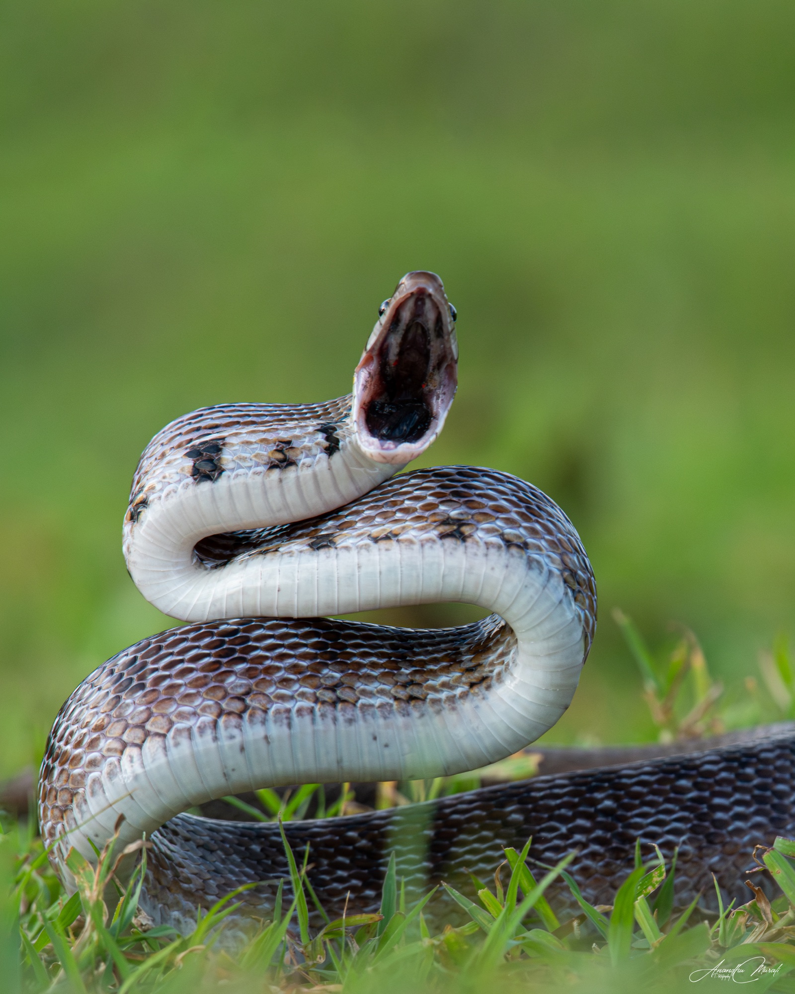 Animal Behaviour 07