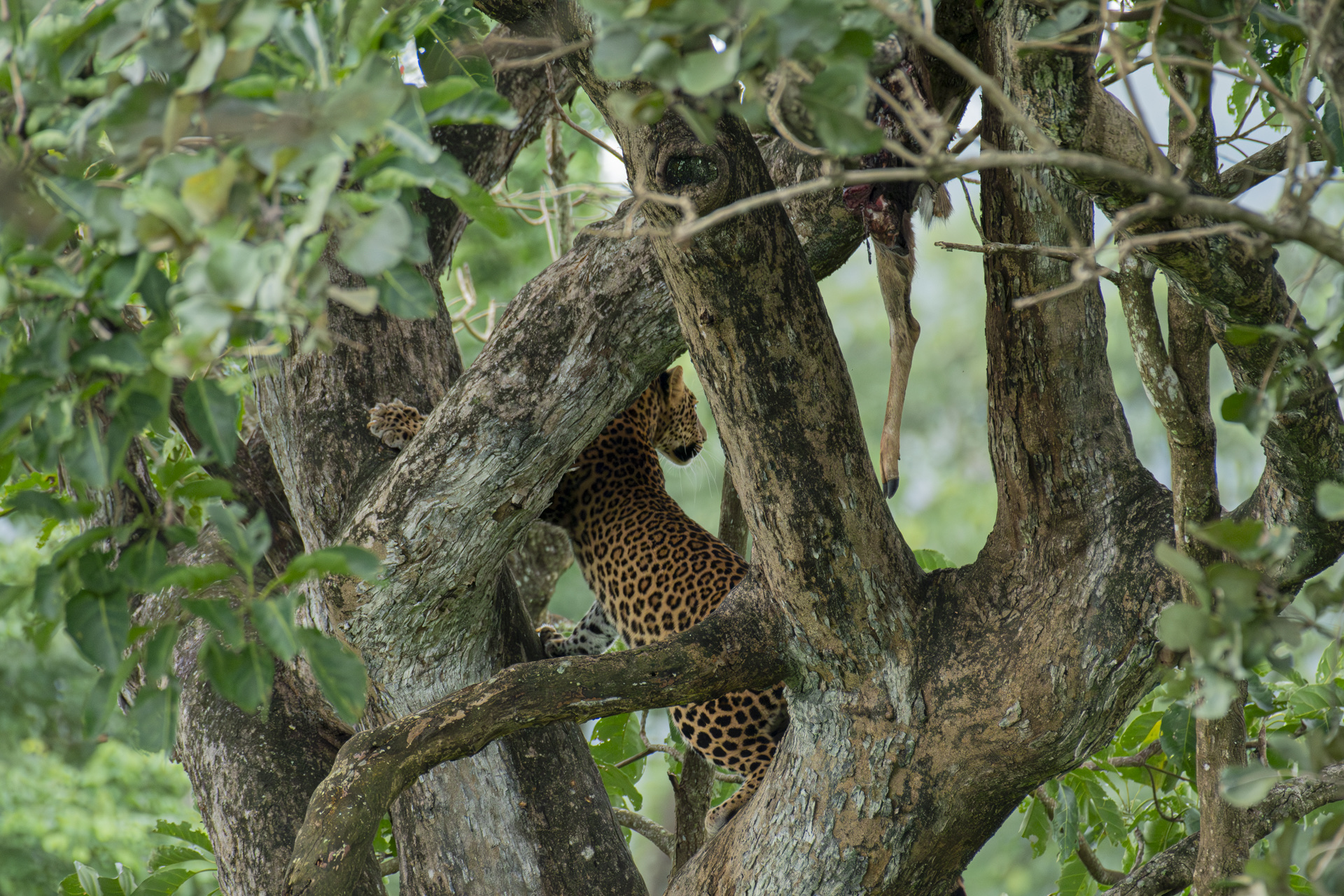Animal Behaviour 08
