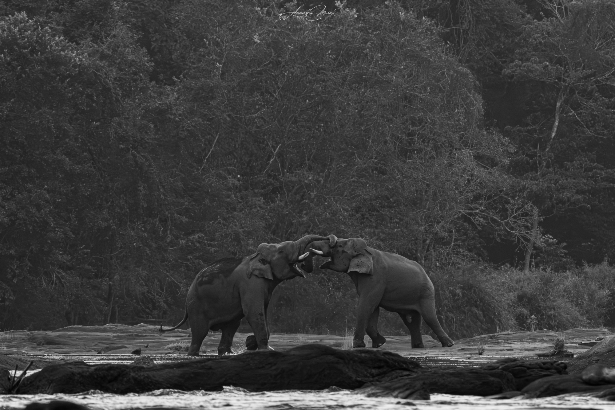 Animal Behaviour 09
