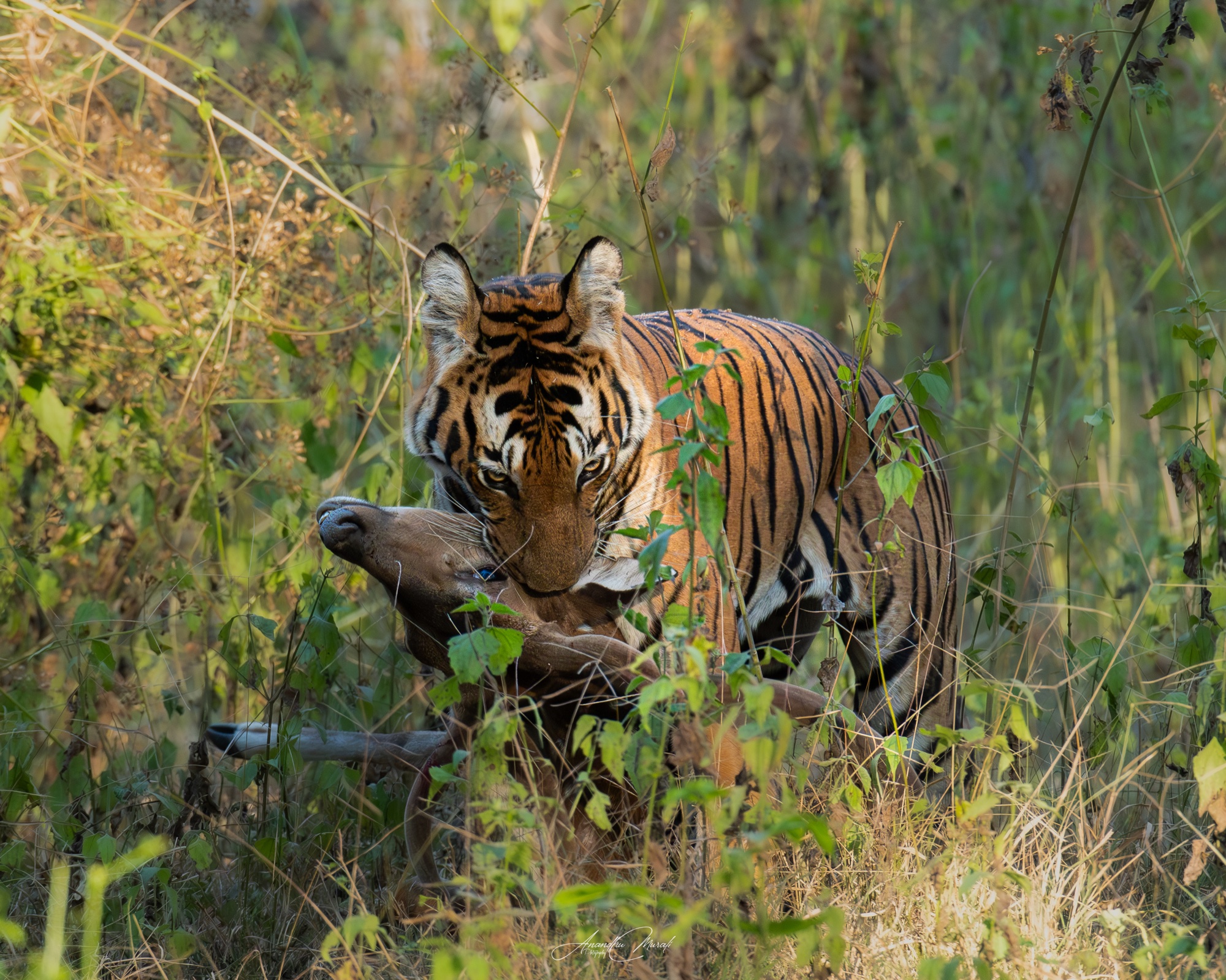 Animal Behaviour 10