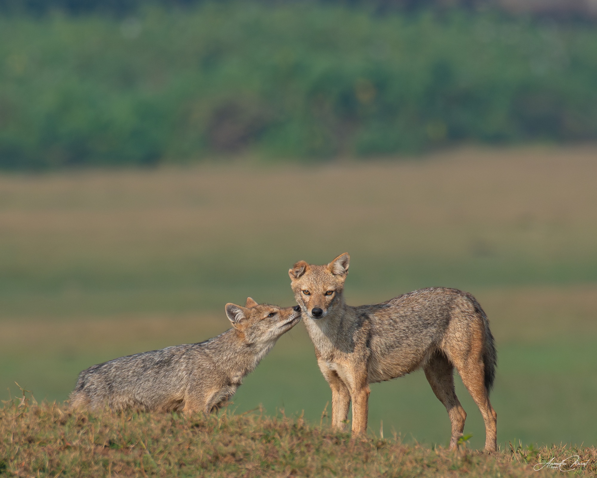Animal Behaviour 12