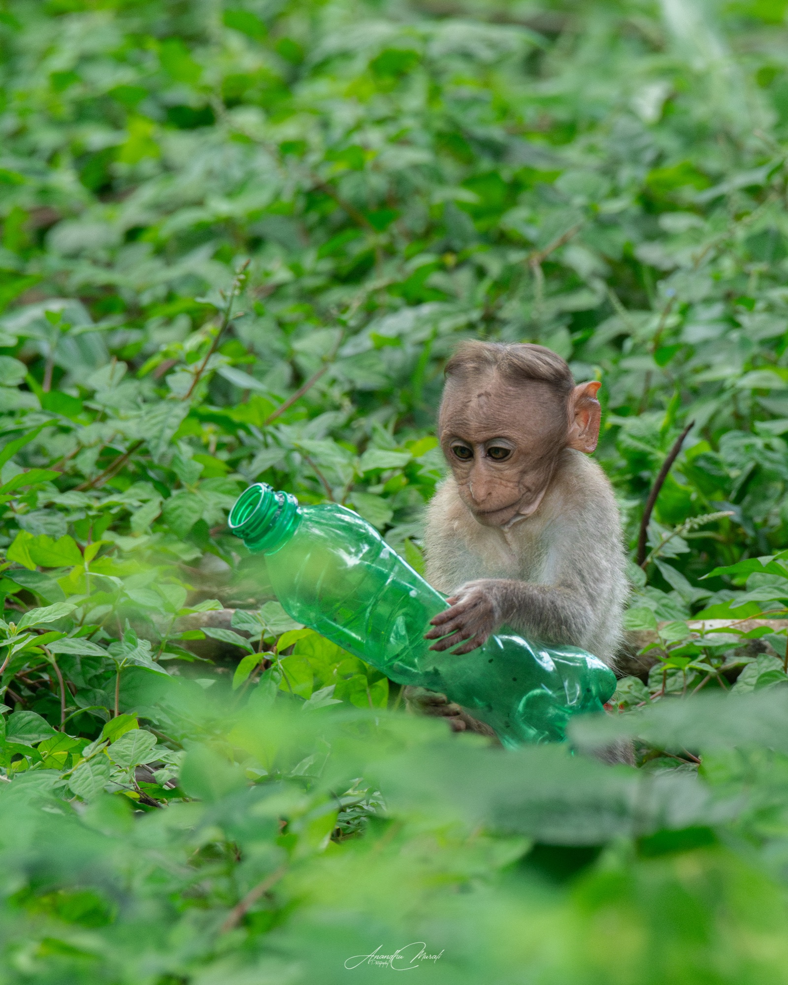 Animal Behaviour 13