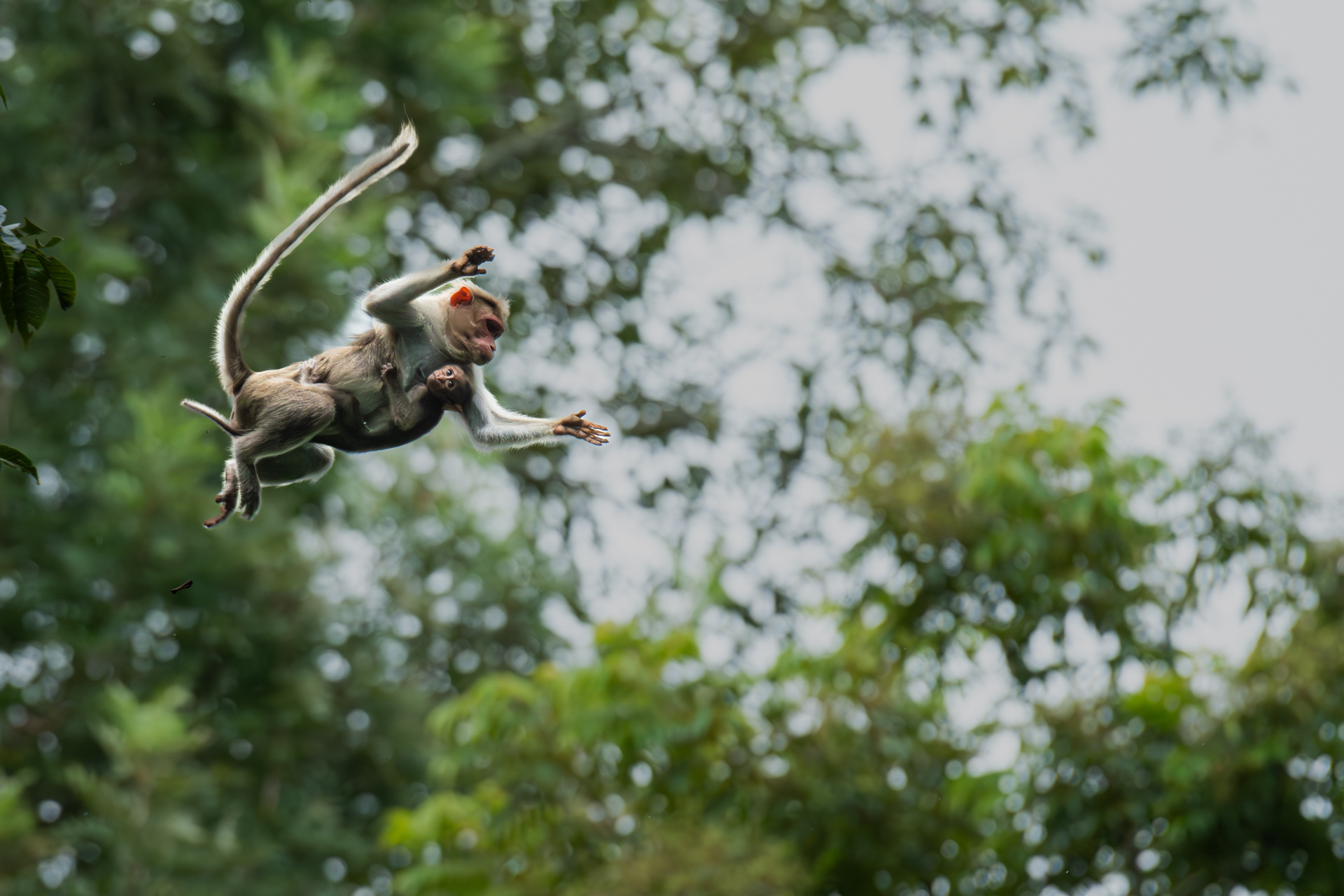 Animal Behaviour 15