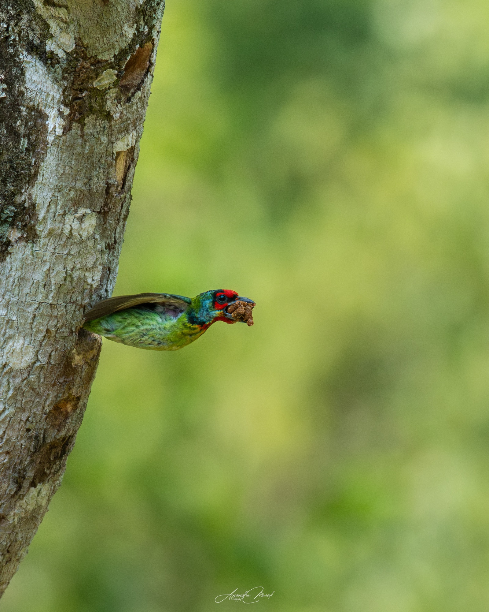 Animal Behaviour 22