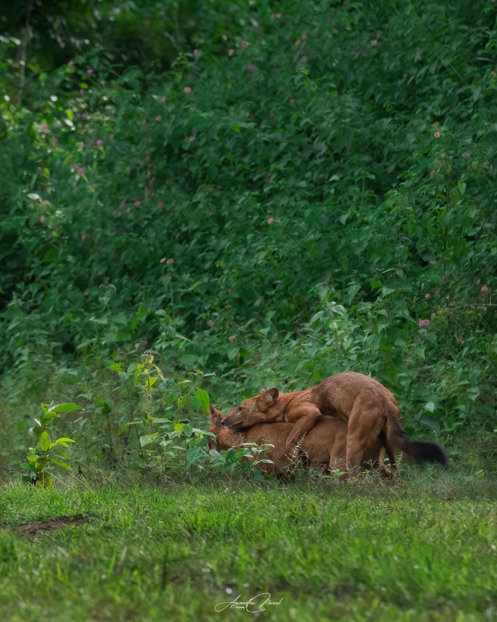 Animal Behaviour 23