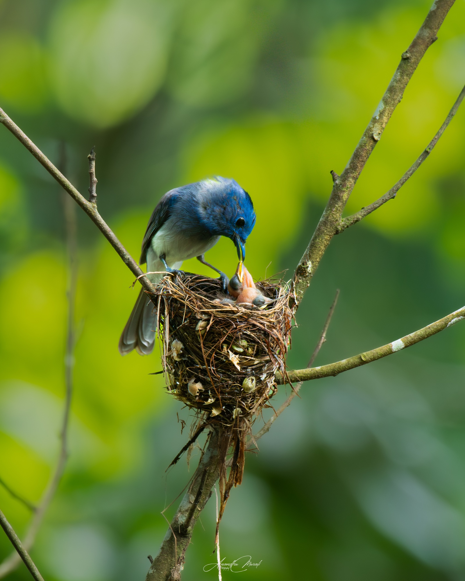 Animal Behaviour 24