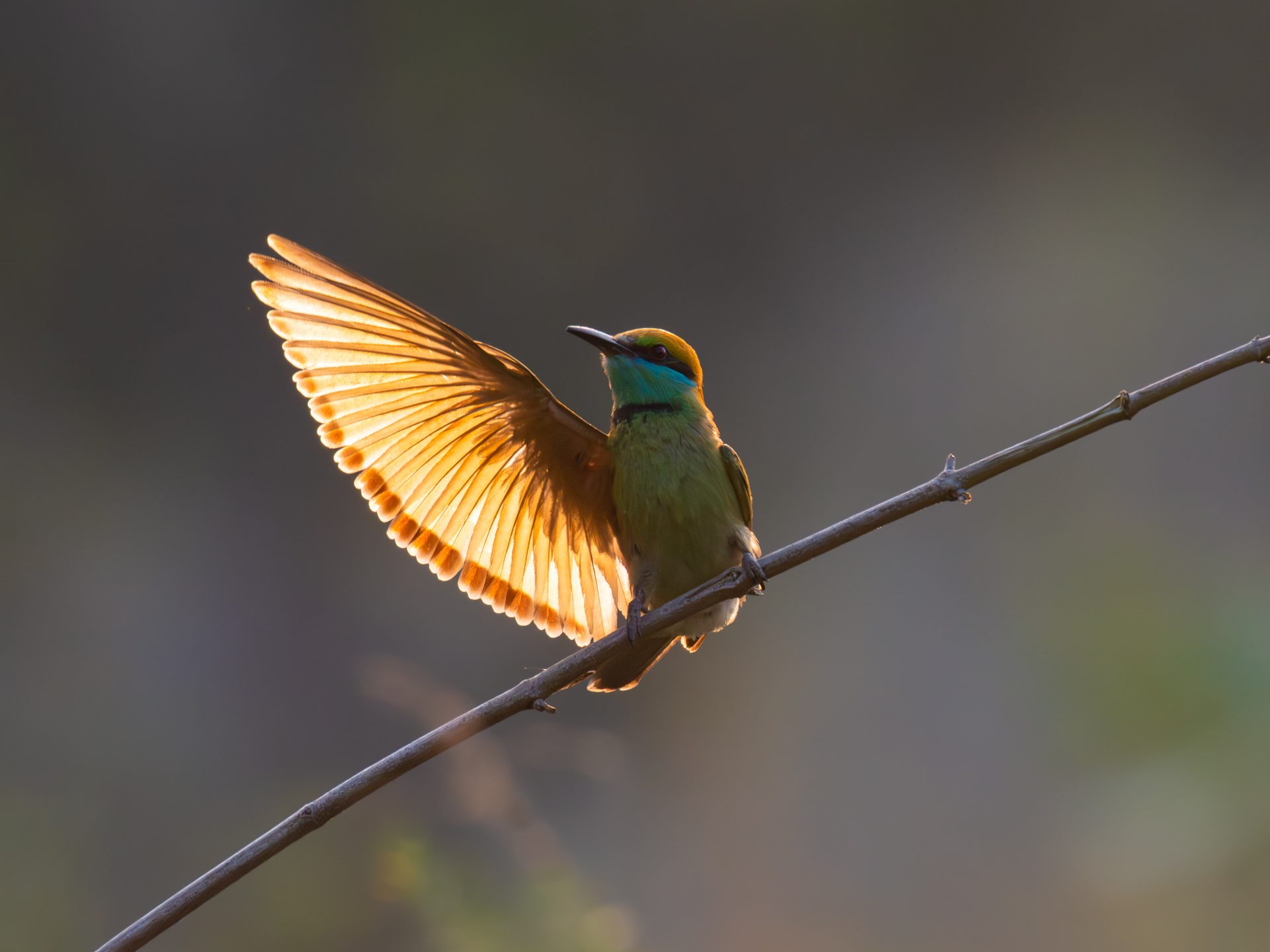 Aarts Mastro Bird Photography Award entry