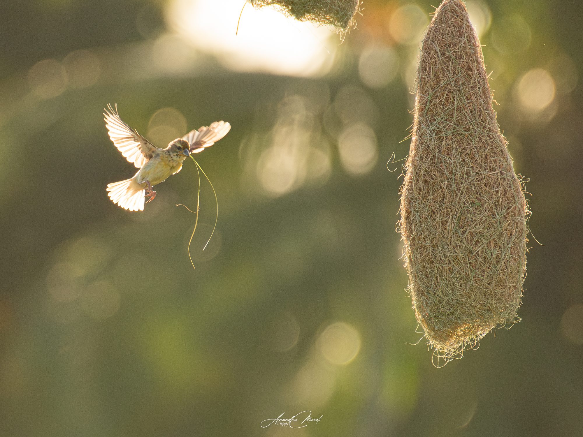 Backlight 04