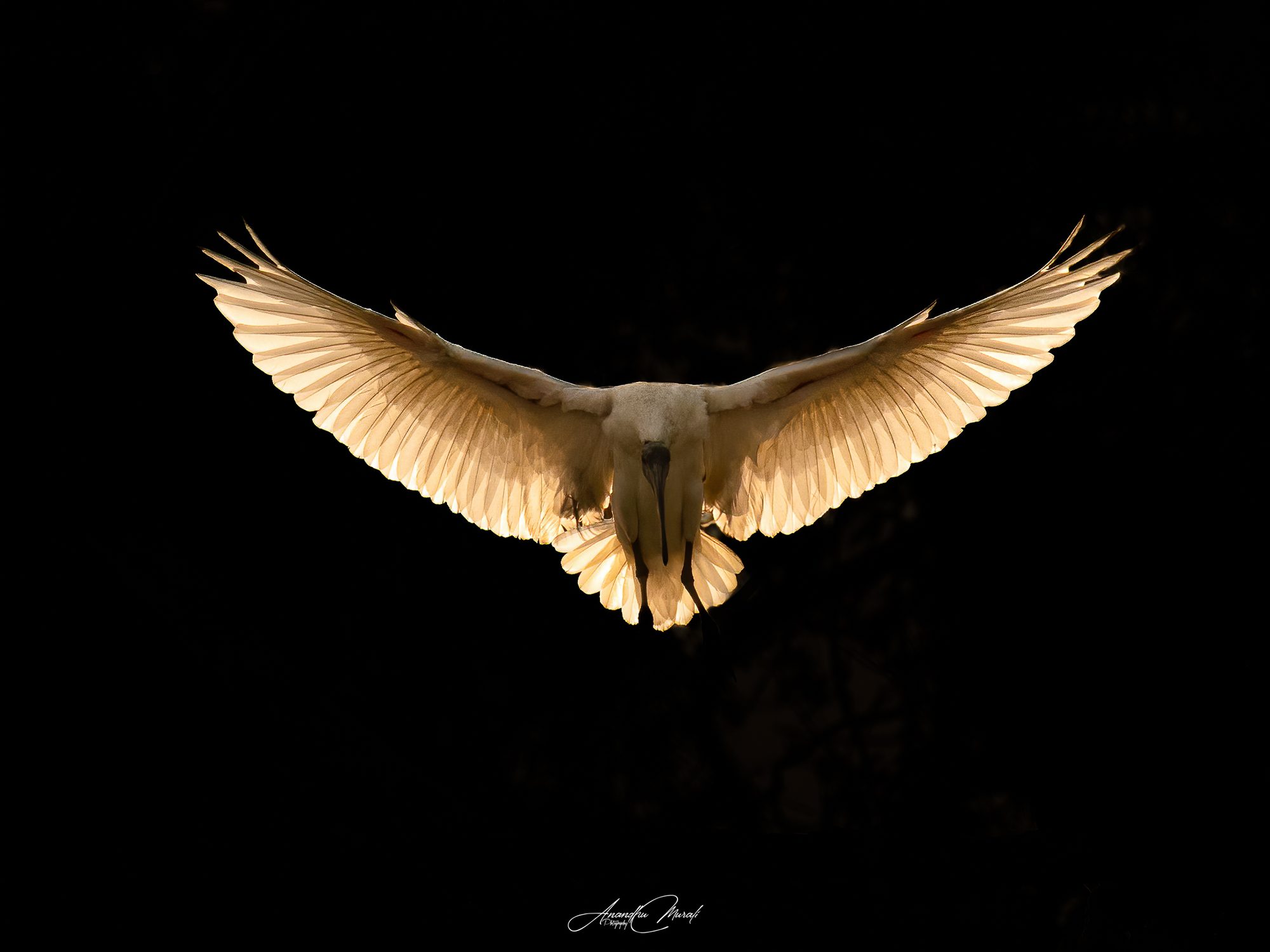 Backlight 07