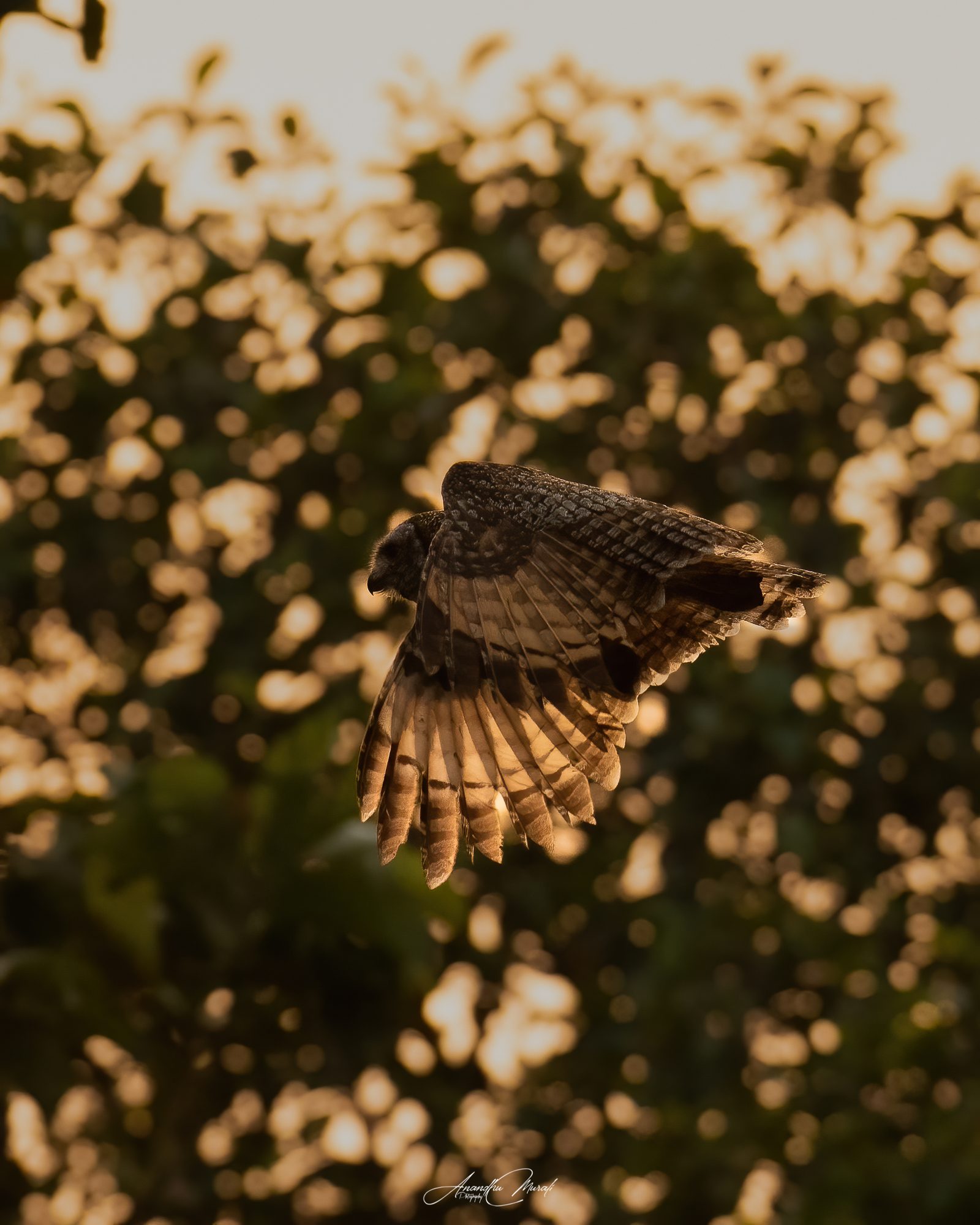 Backlight 11
