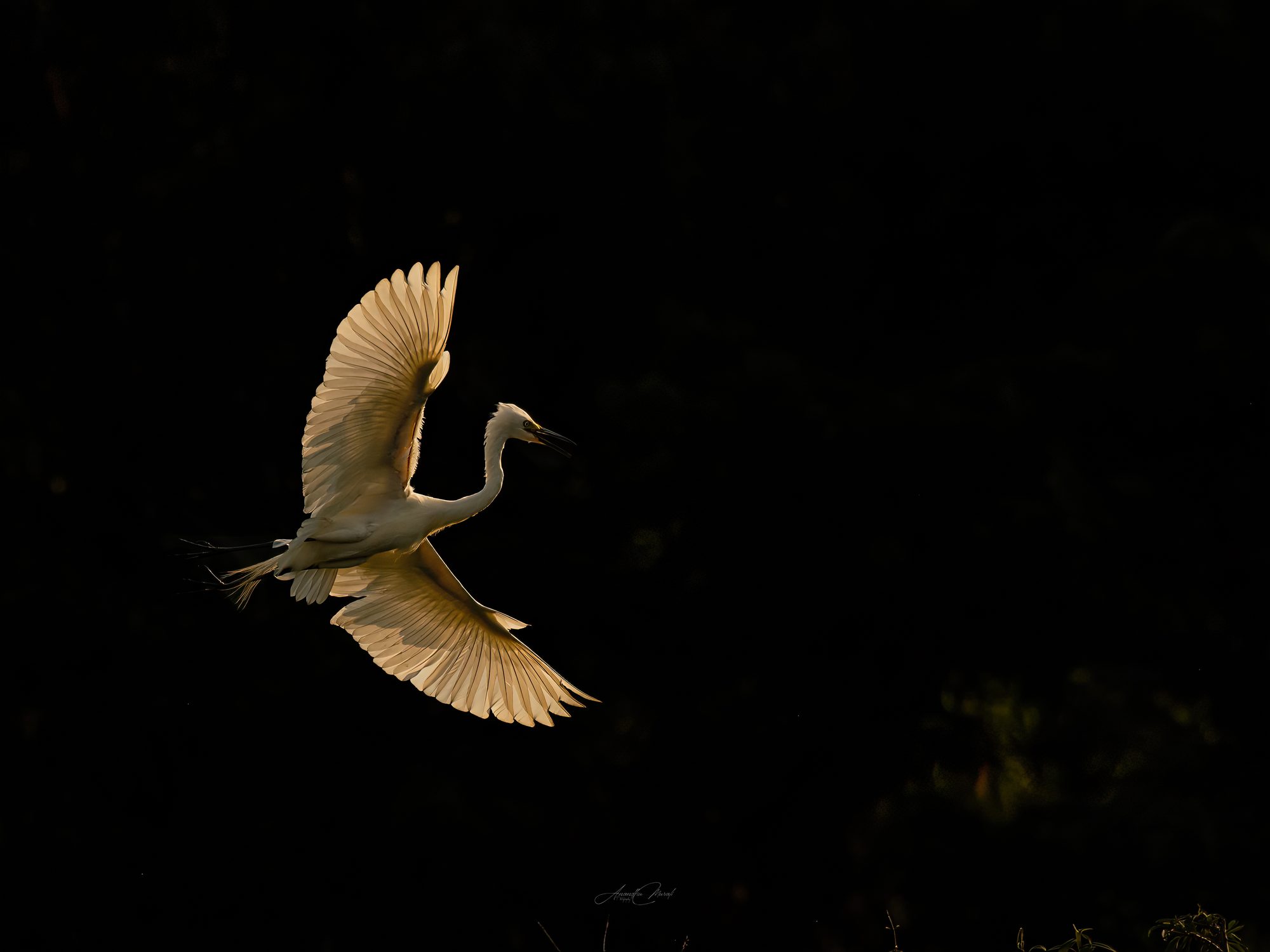 Backlight 12