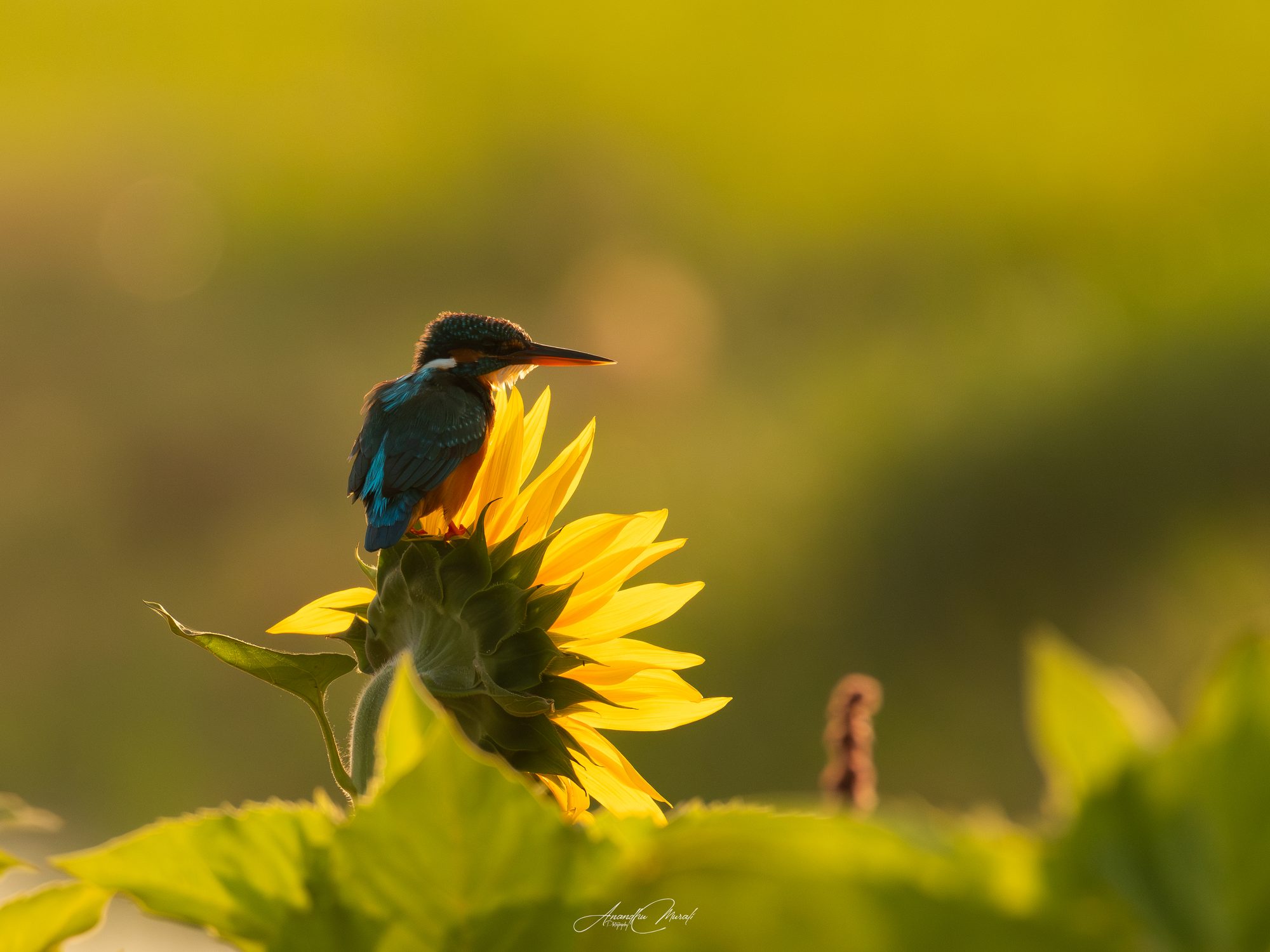 Backlight 14