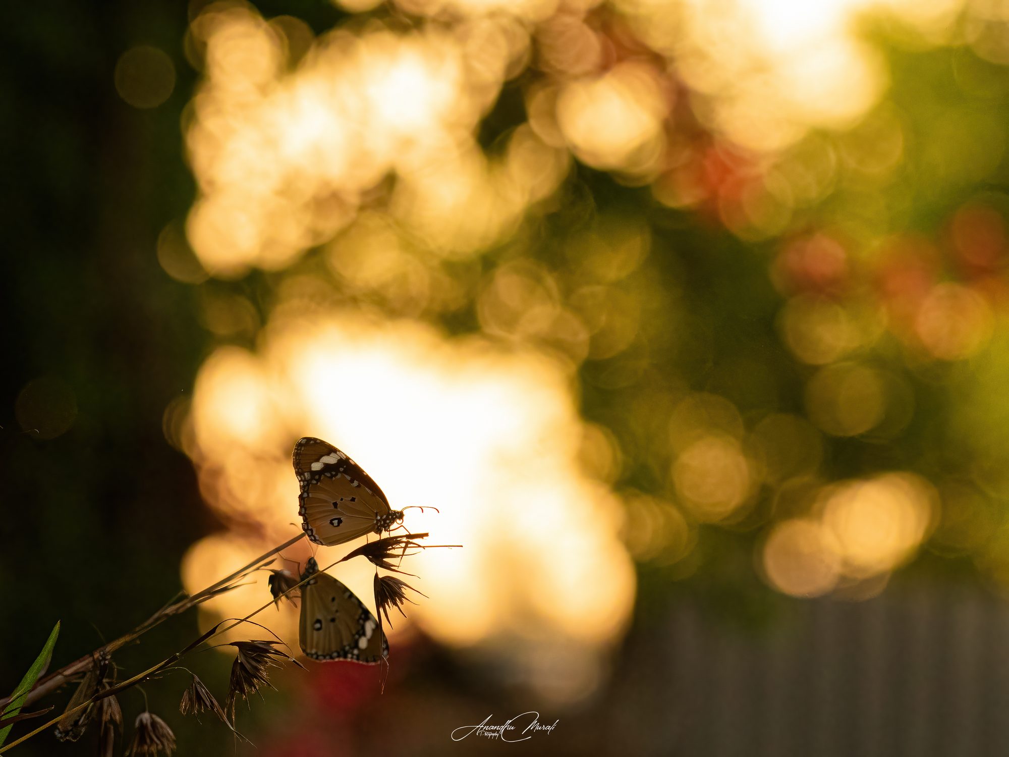 Backlight 19