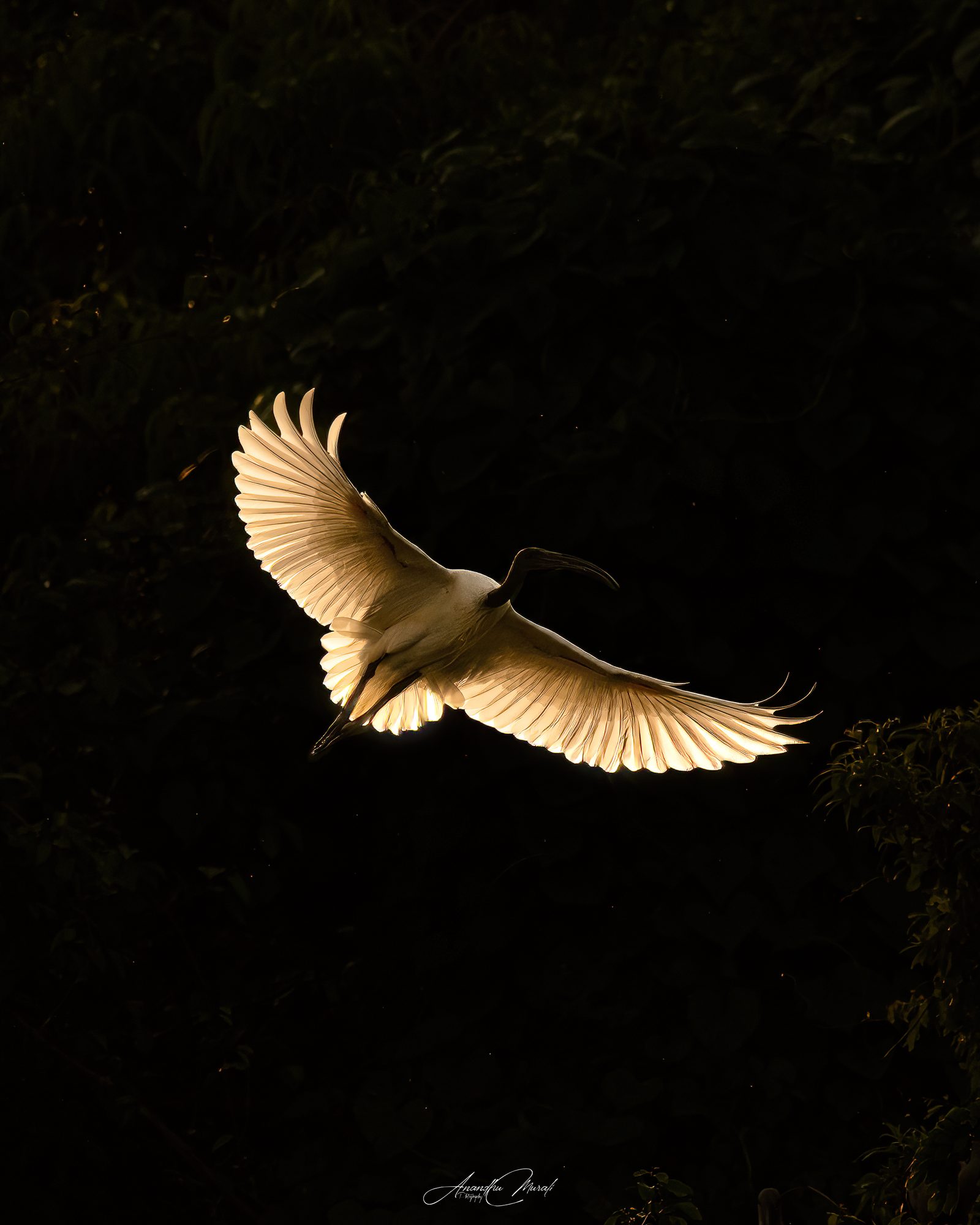 Backlight 24
