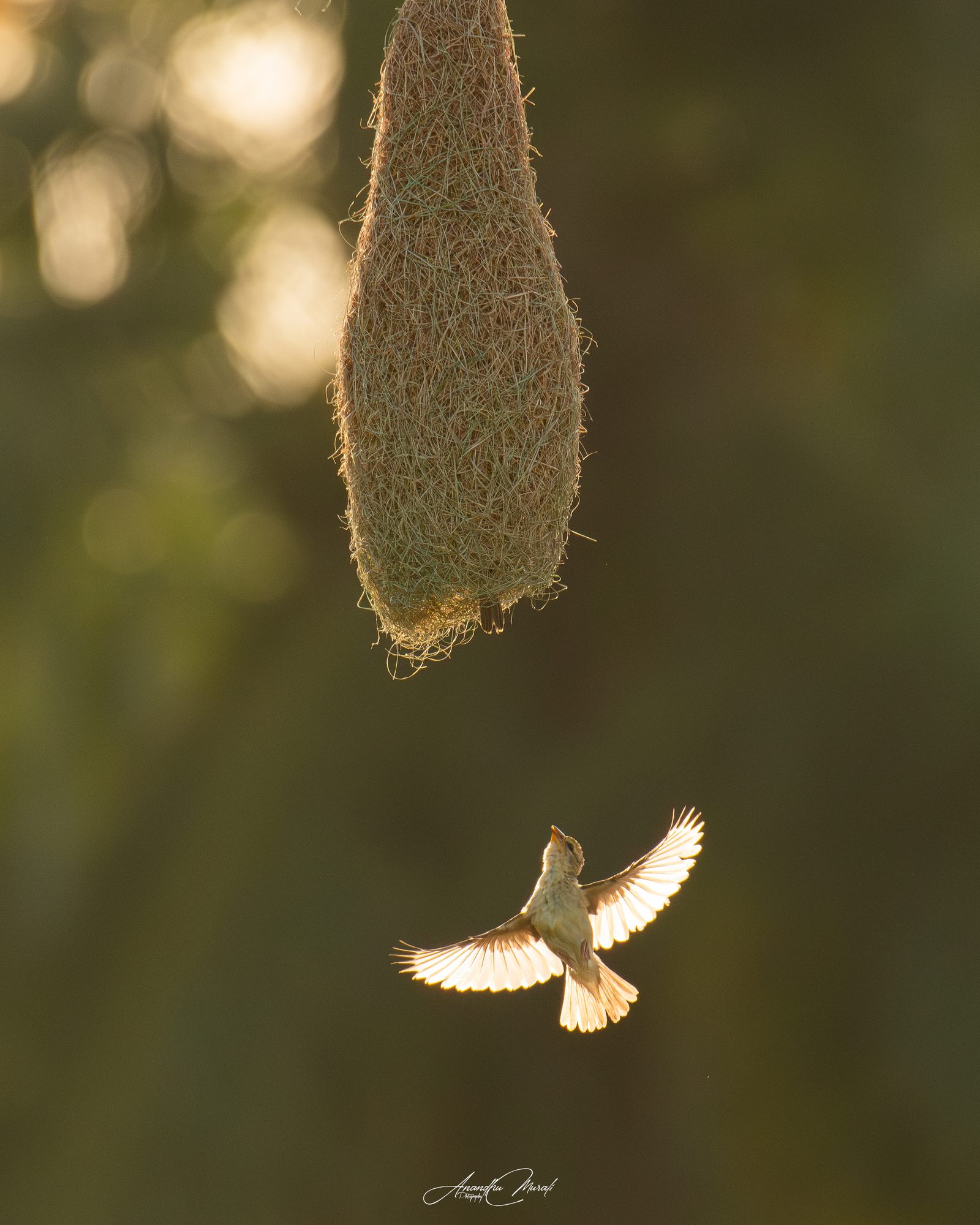 Backlight