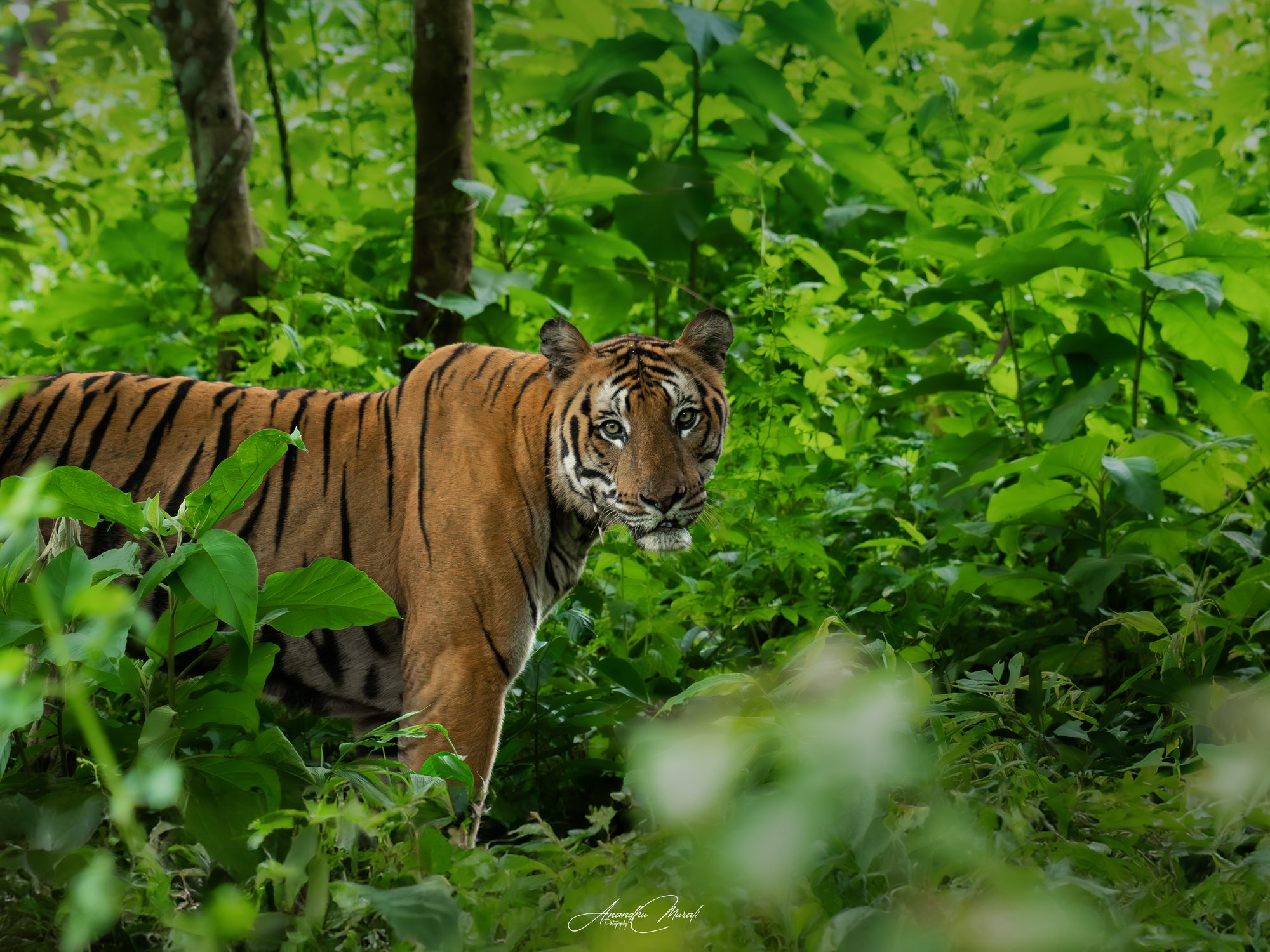 Big Cats 02