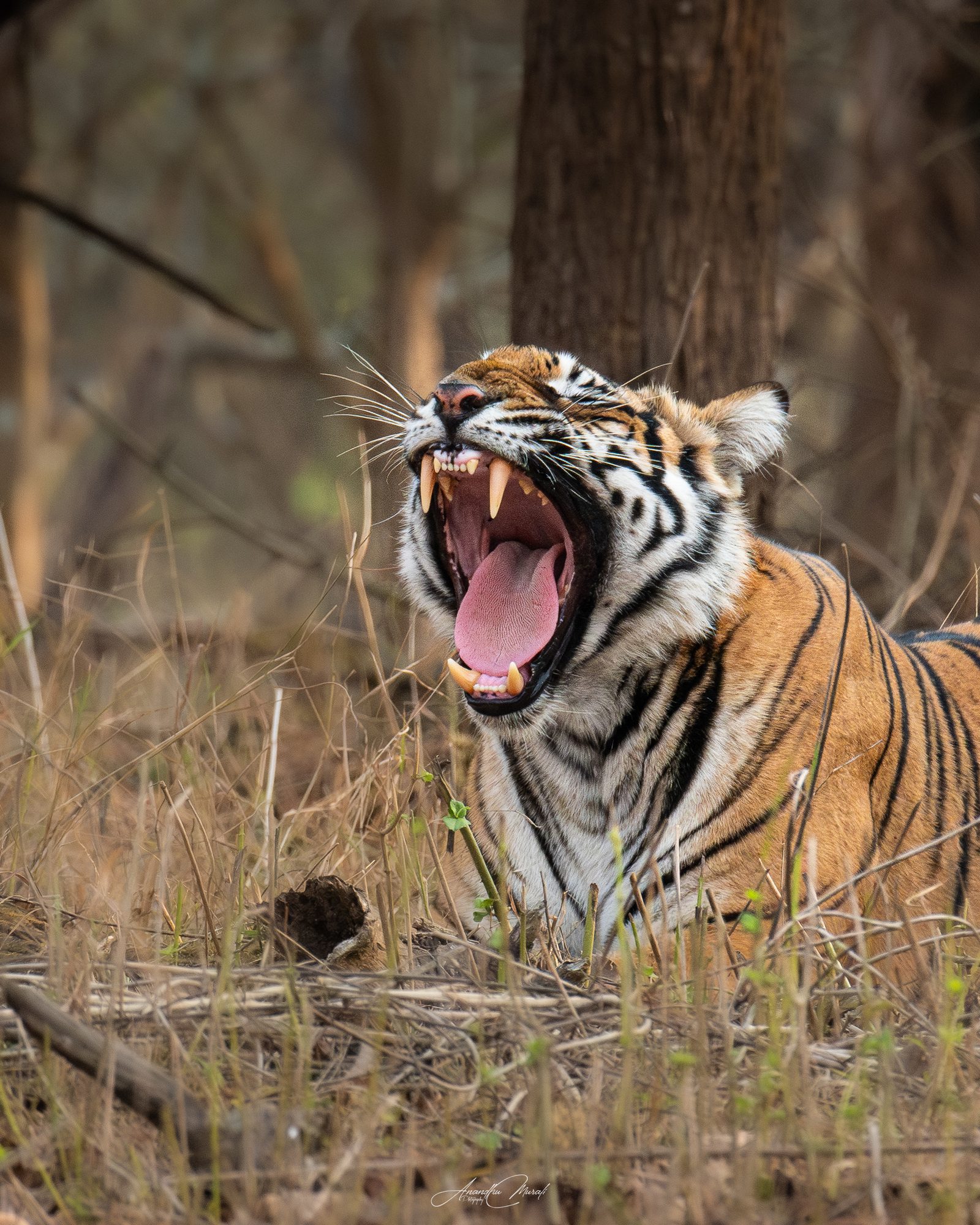Big Cats 03