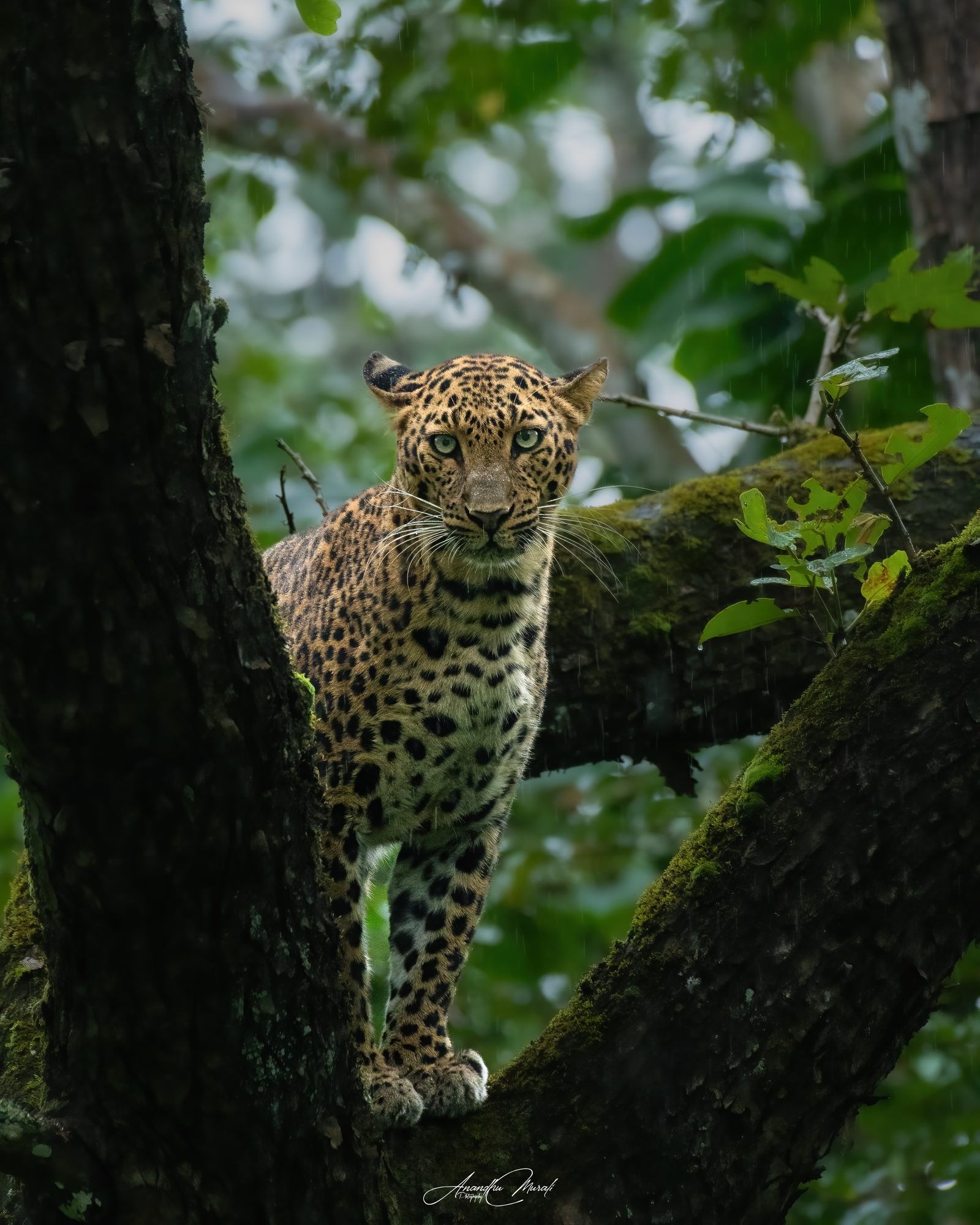 Big Cats 05