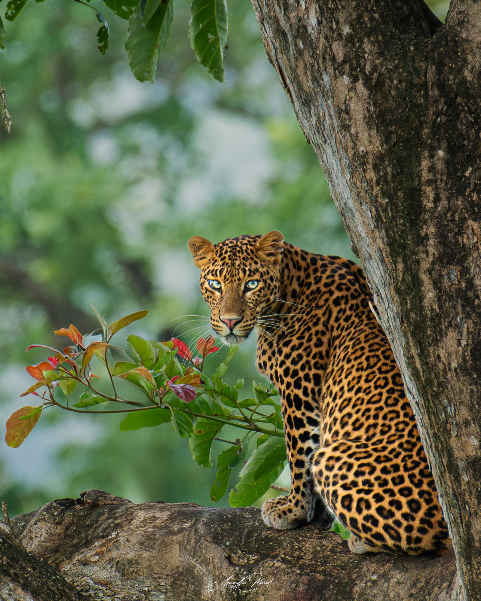 Big Cats 06