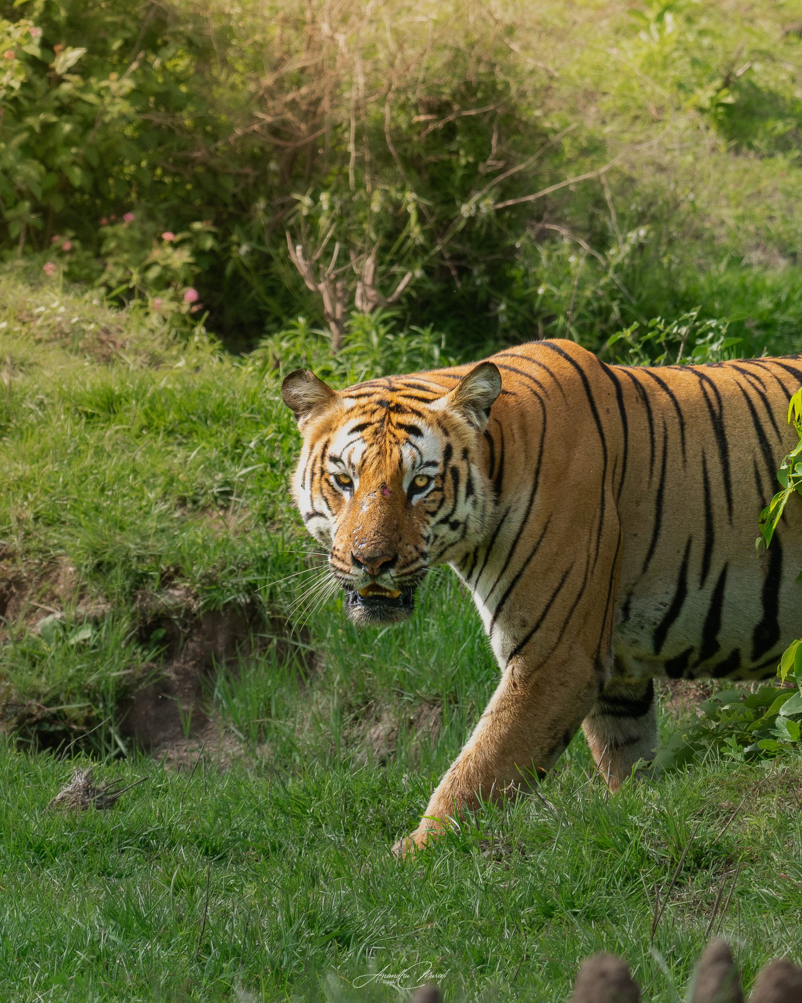 Big Cats 08