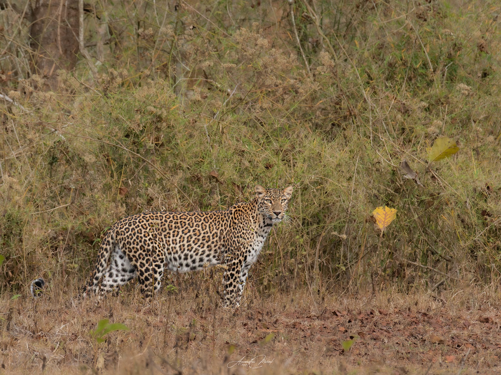 Big Cats 09
