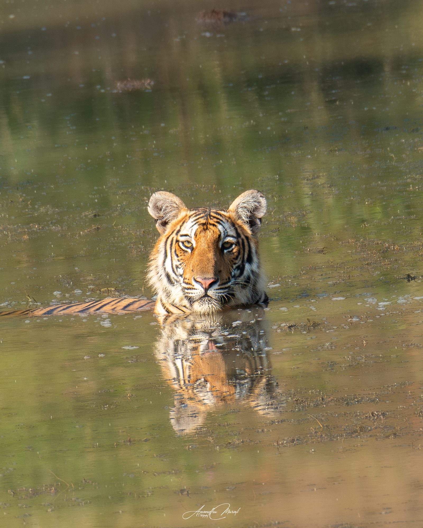 Big Cats 10