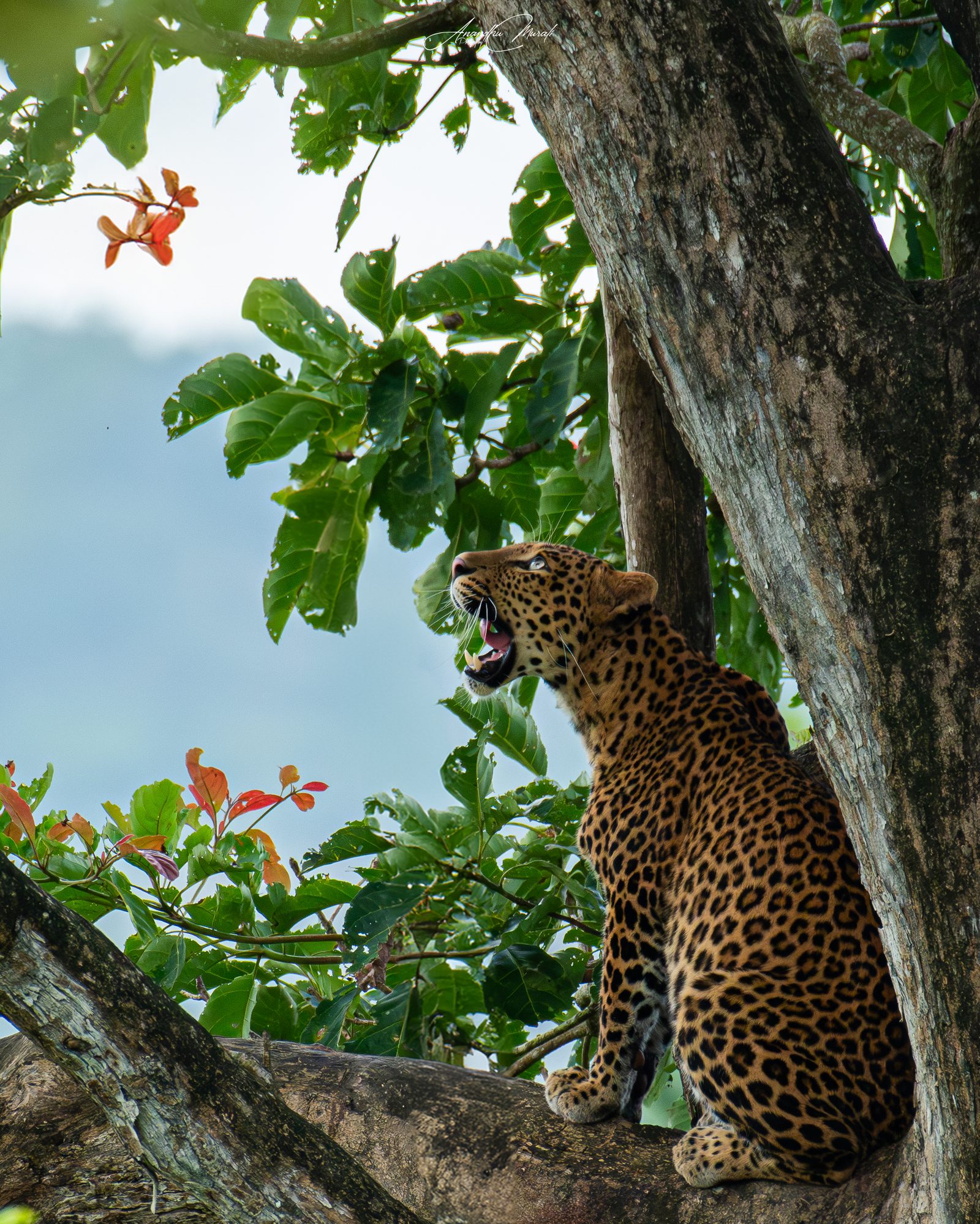 Big Cats 11
