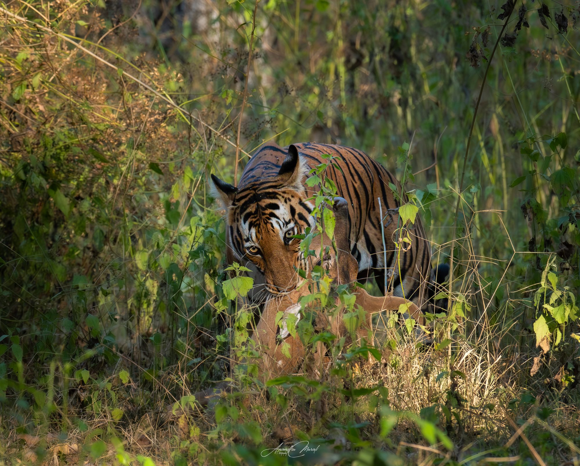 Big Cats 12