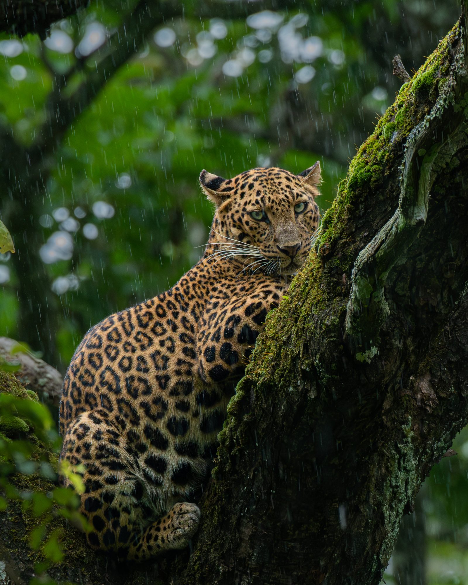 Big Cats 13