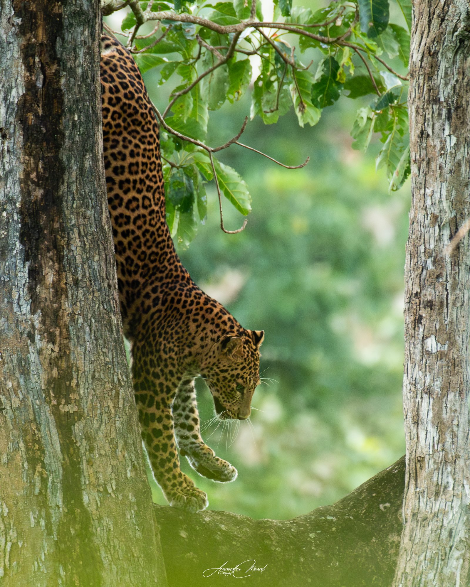 Big Cats 15