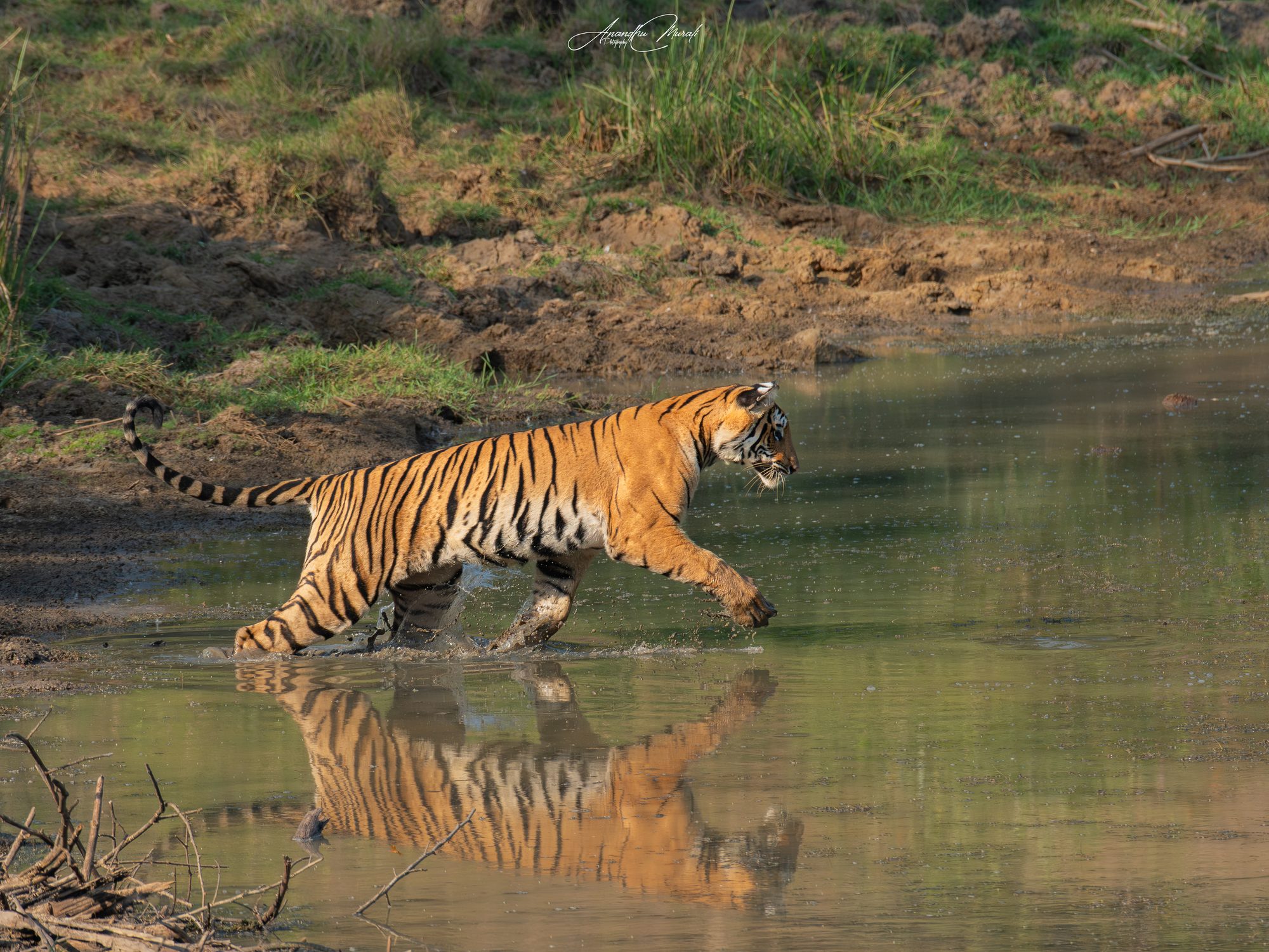 Big Cats 17