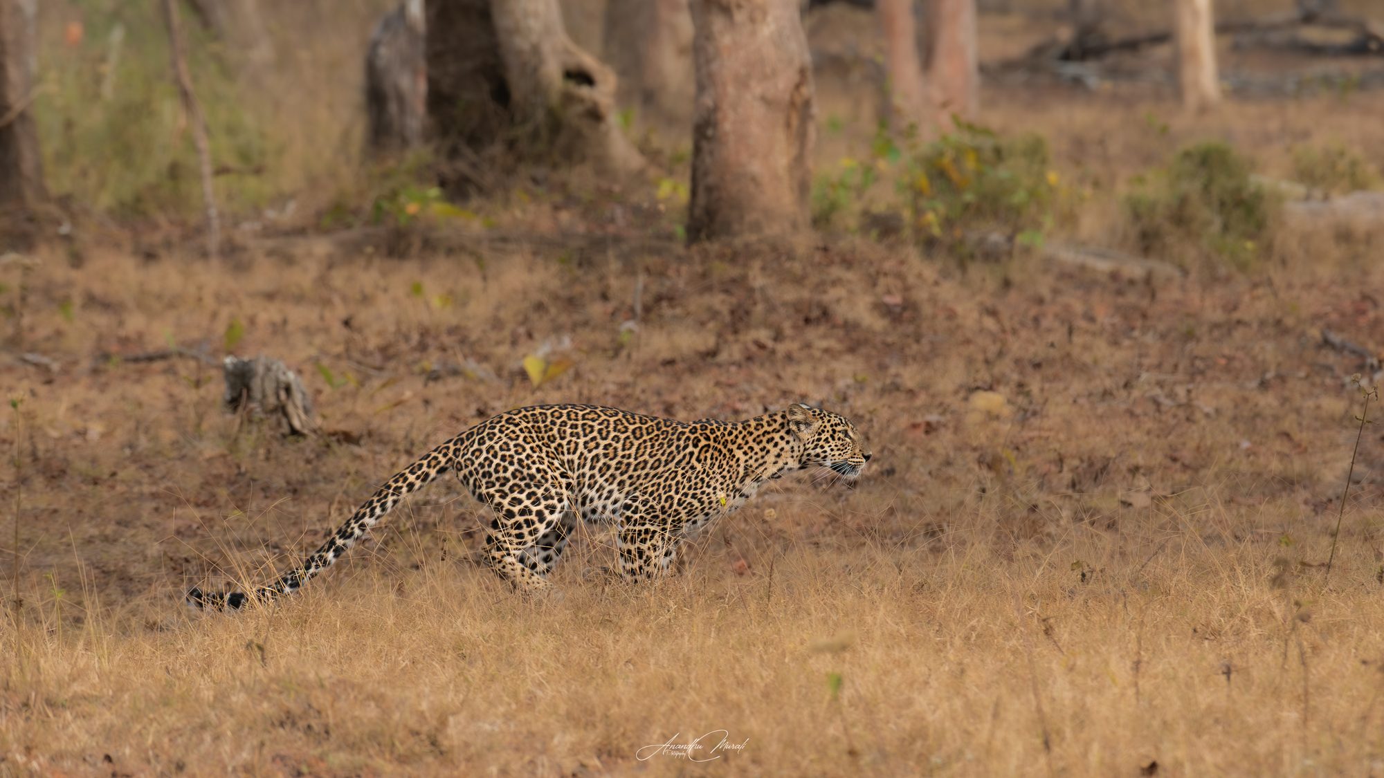 Big Cats 19