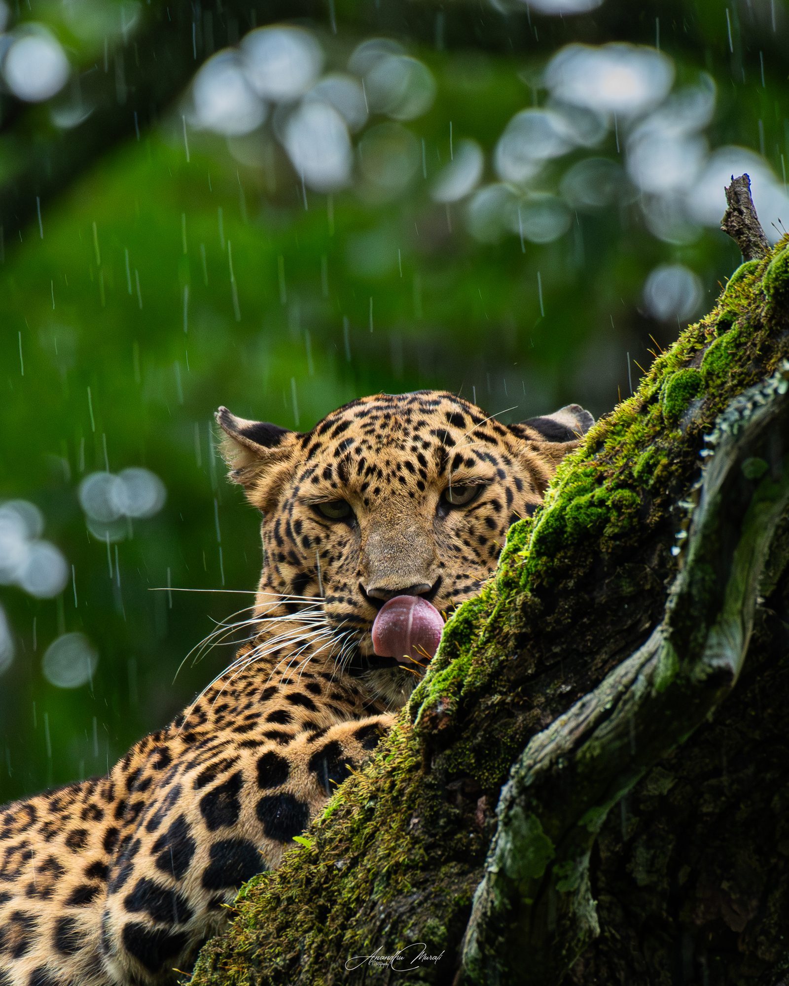 Big Cats 20
