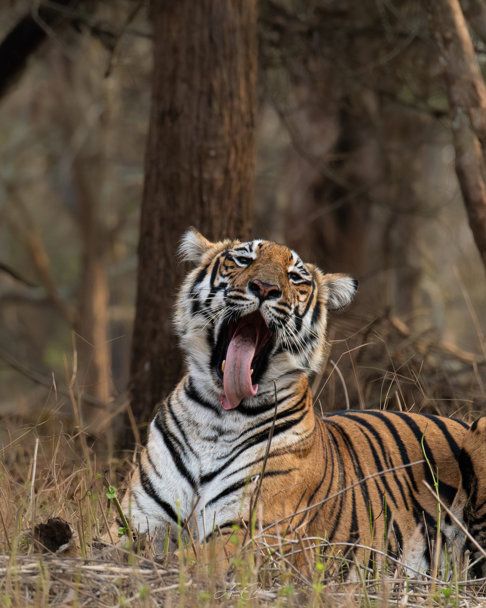 Big Cats 21