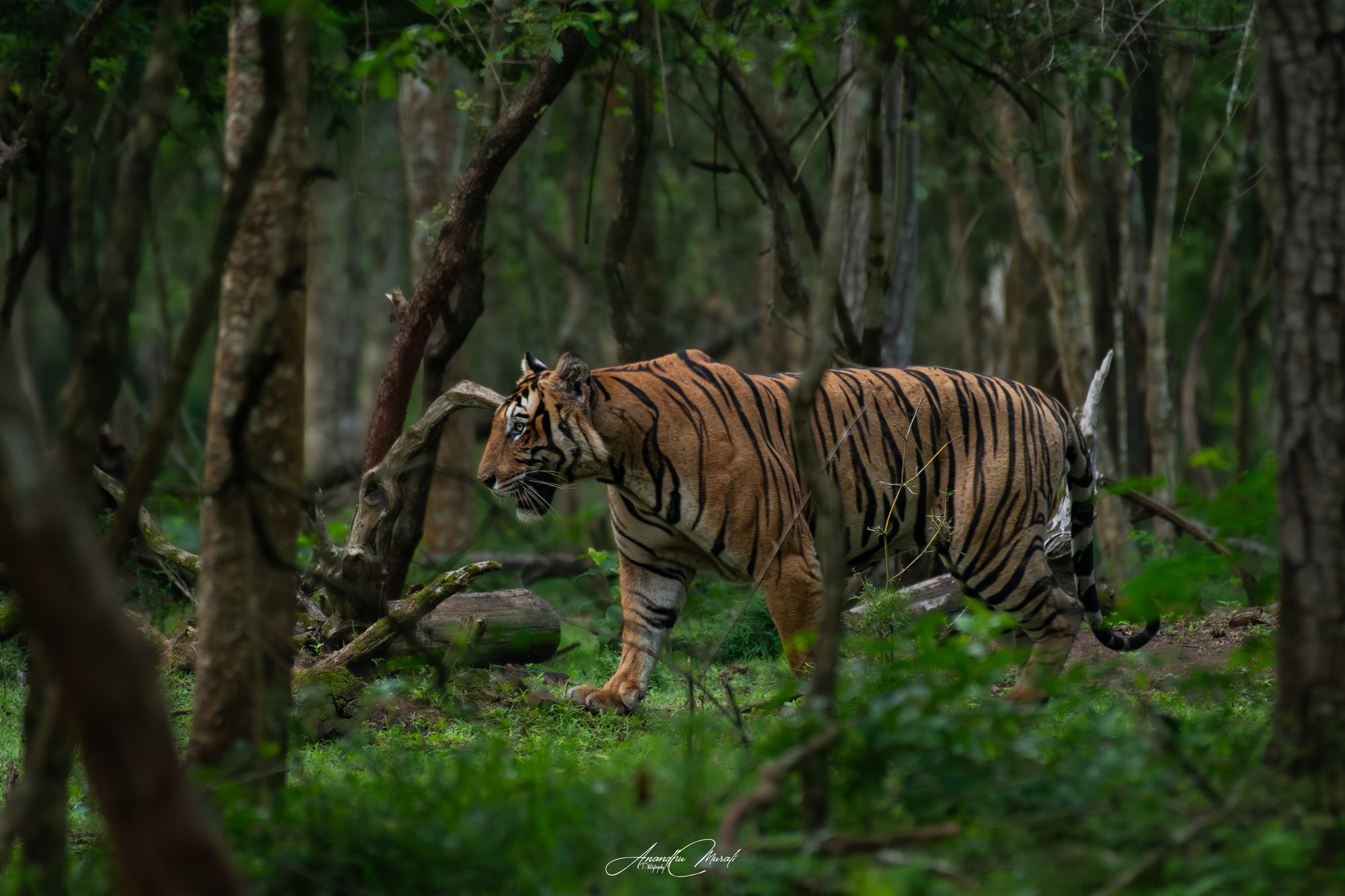 Big Cats 22