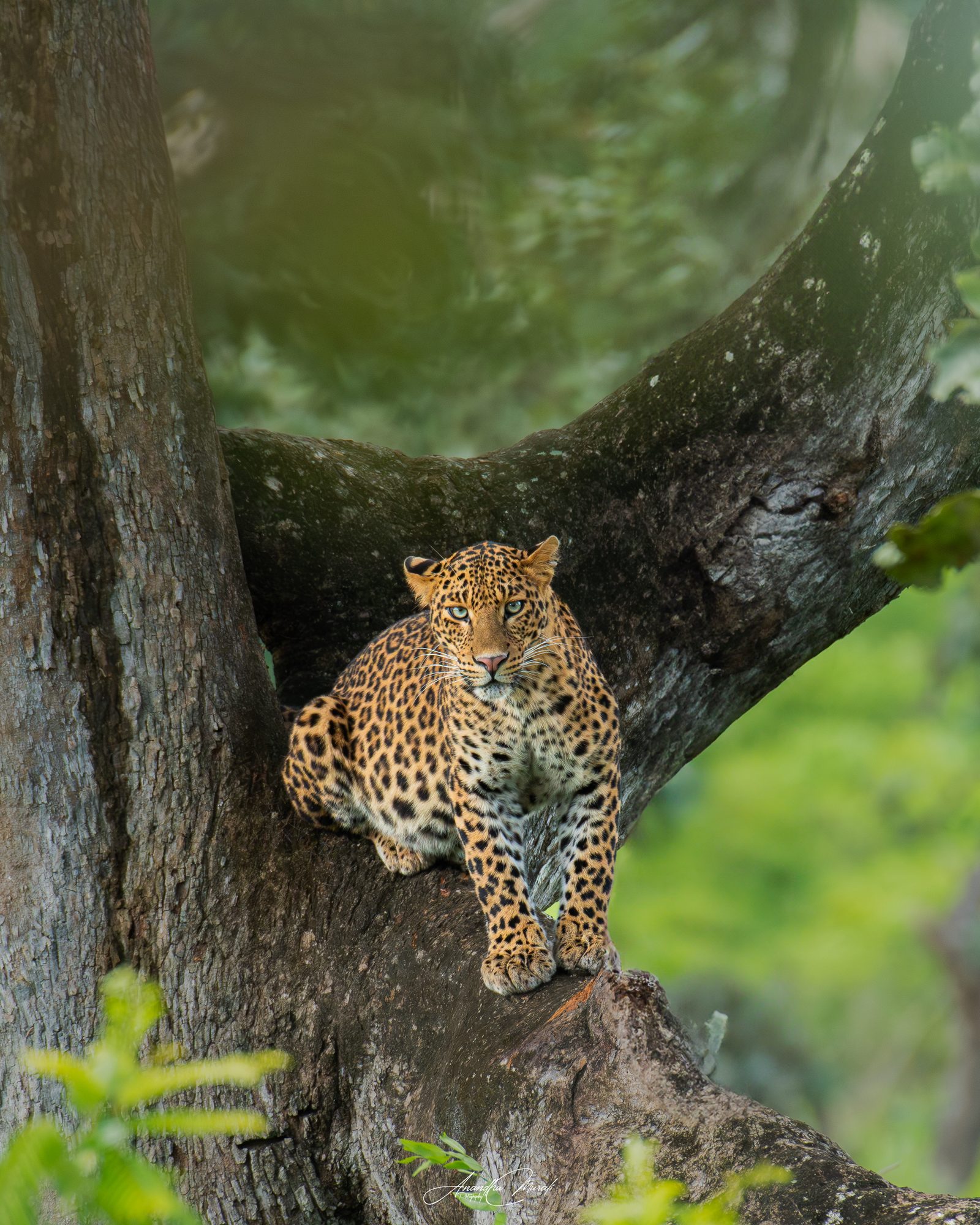Big Cats 23