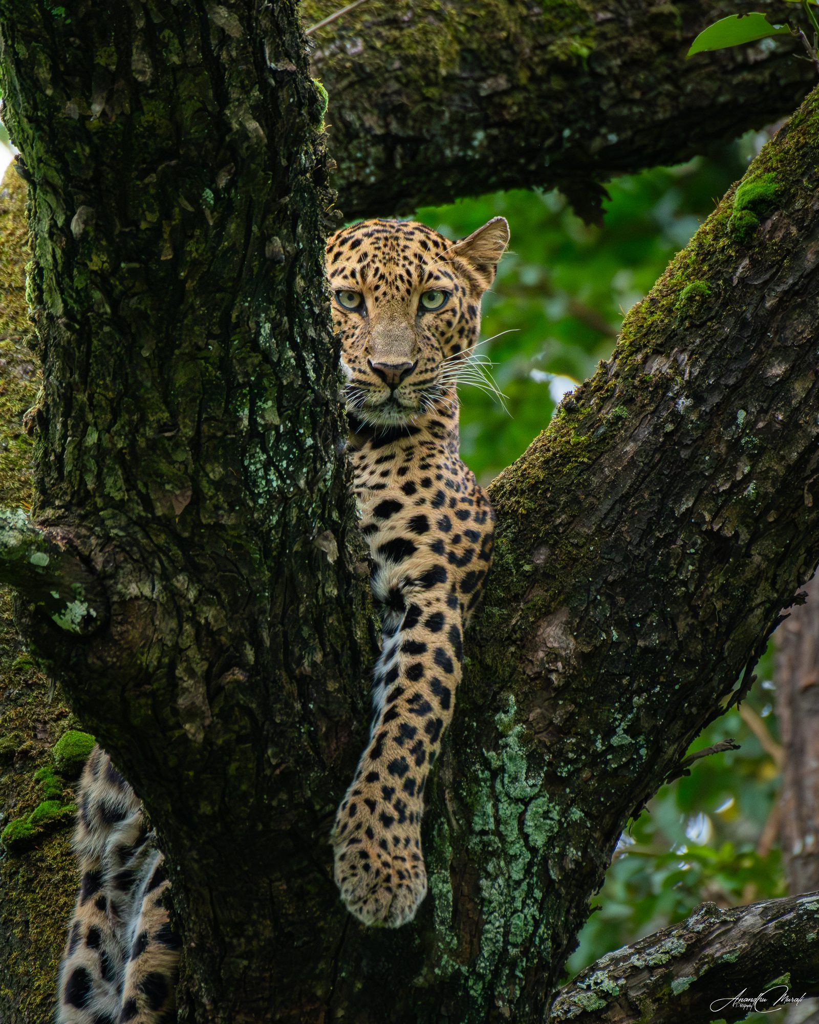 Big Cats