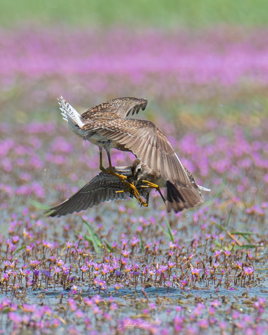 Birds in Action 01