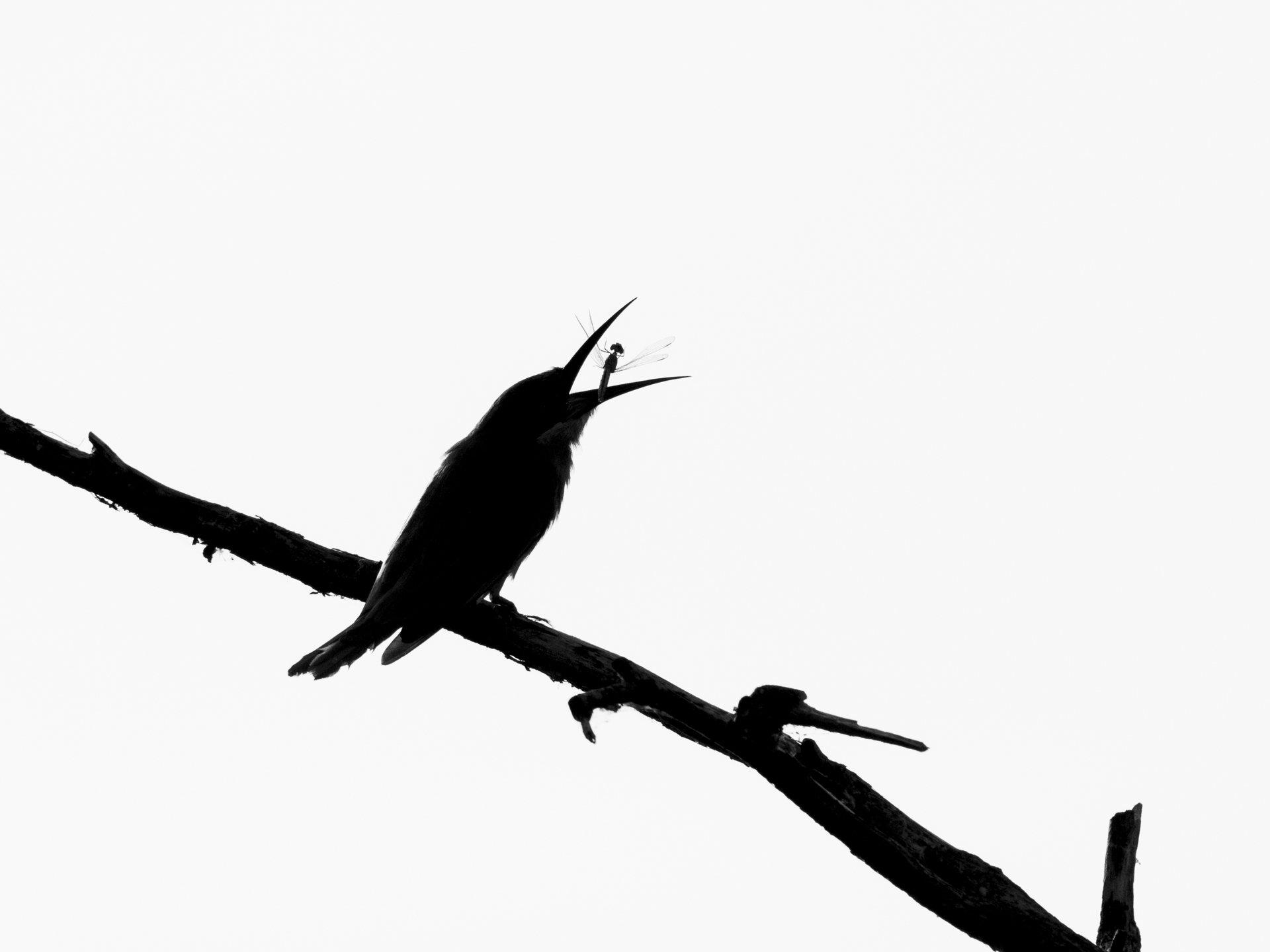 Birds in Action 02