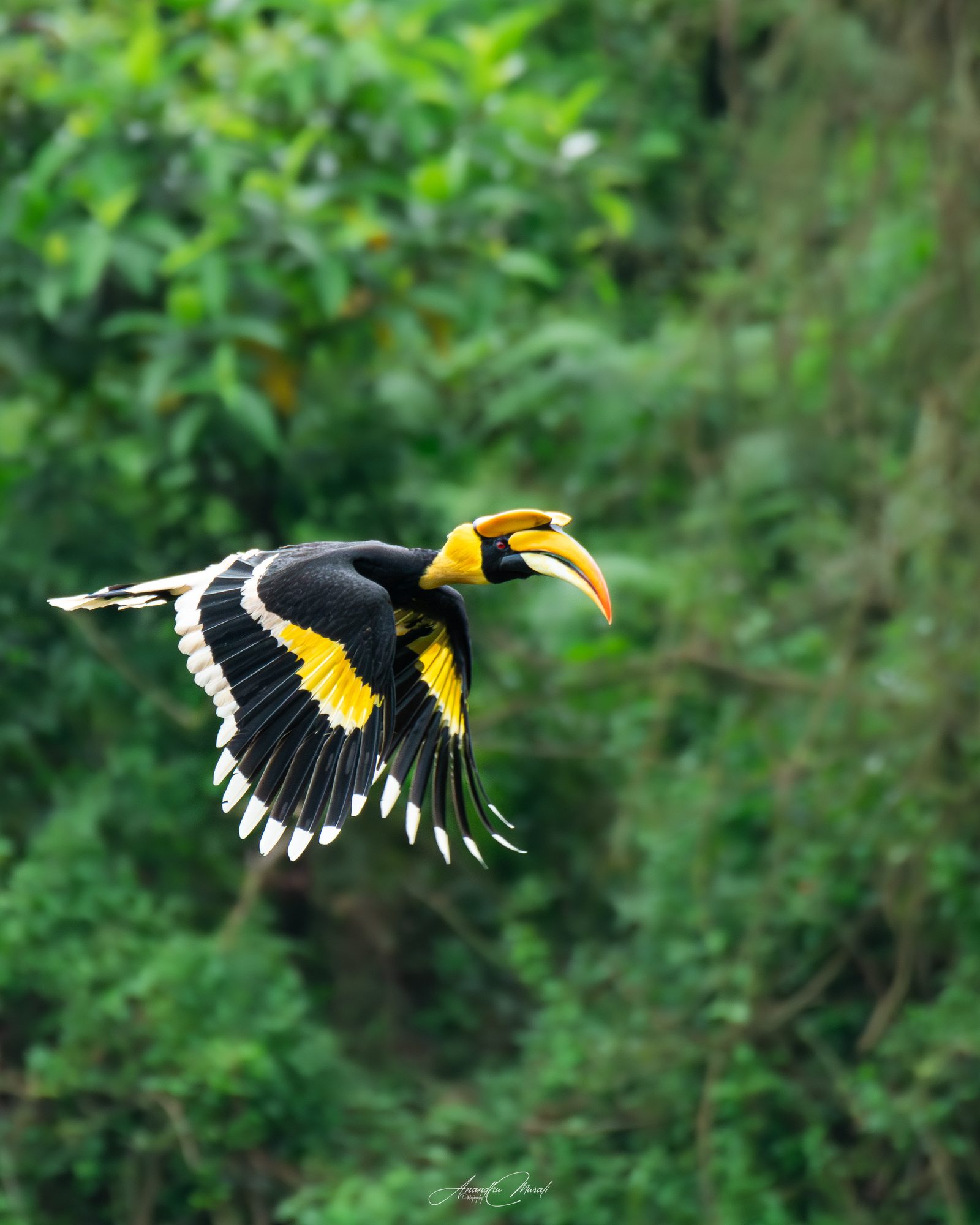 Birds in Action 05