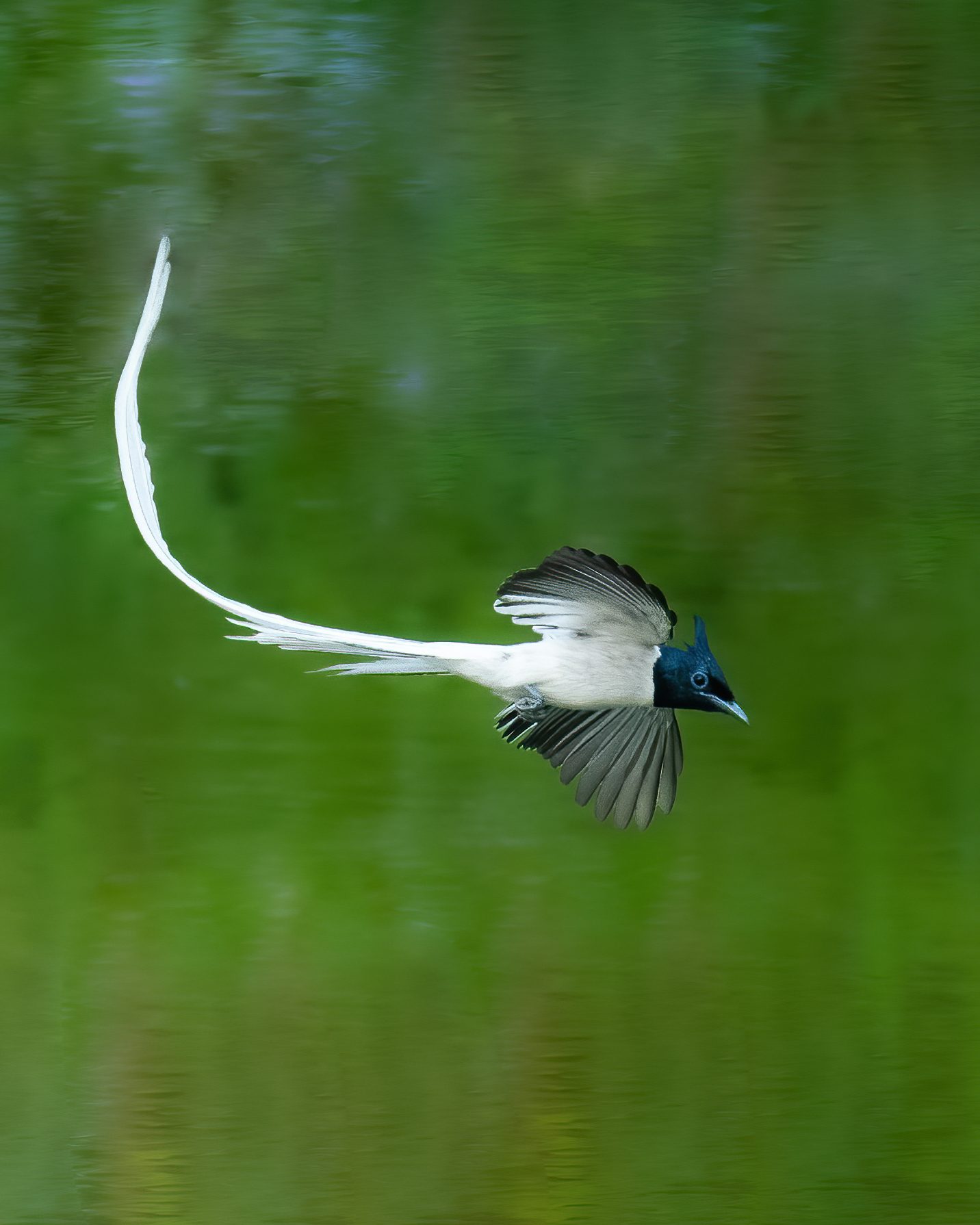 Birds in Action 06