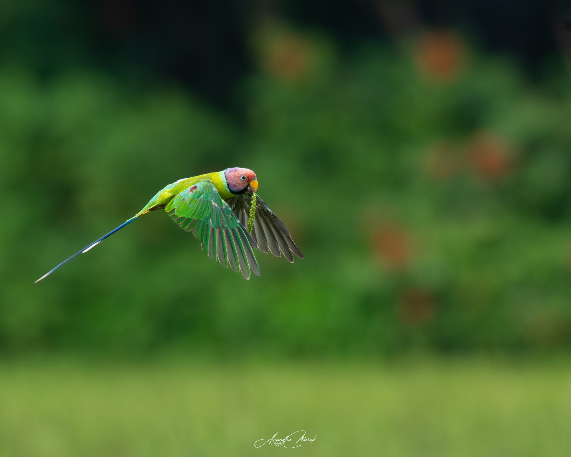 Birds in Action 07